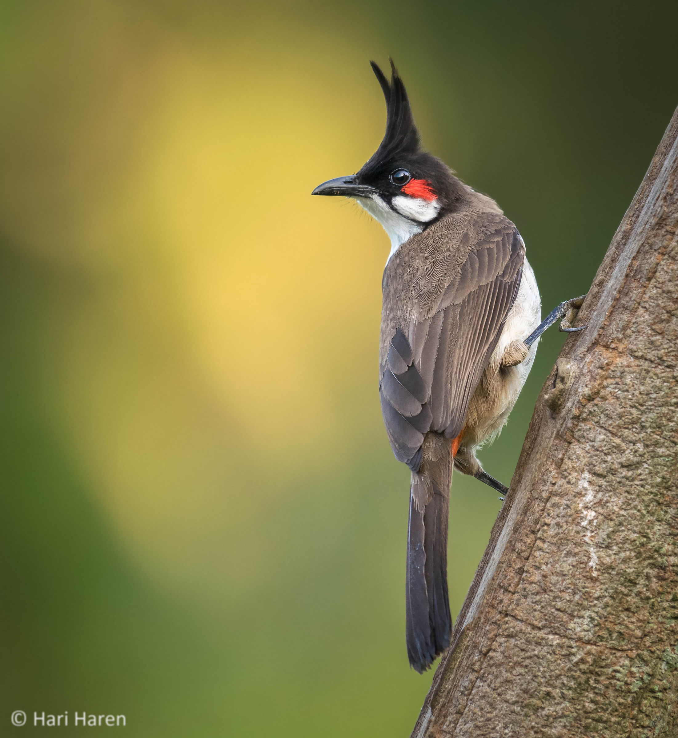 Red whiskered bulbul