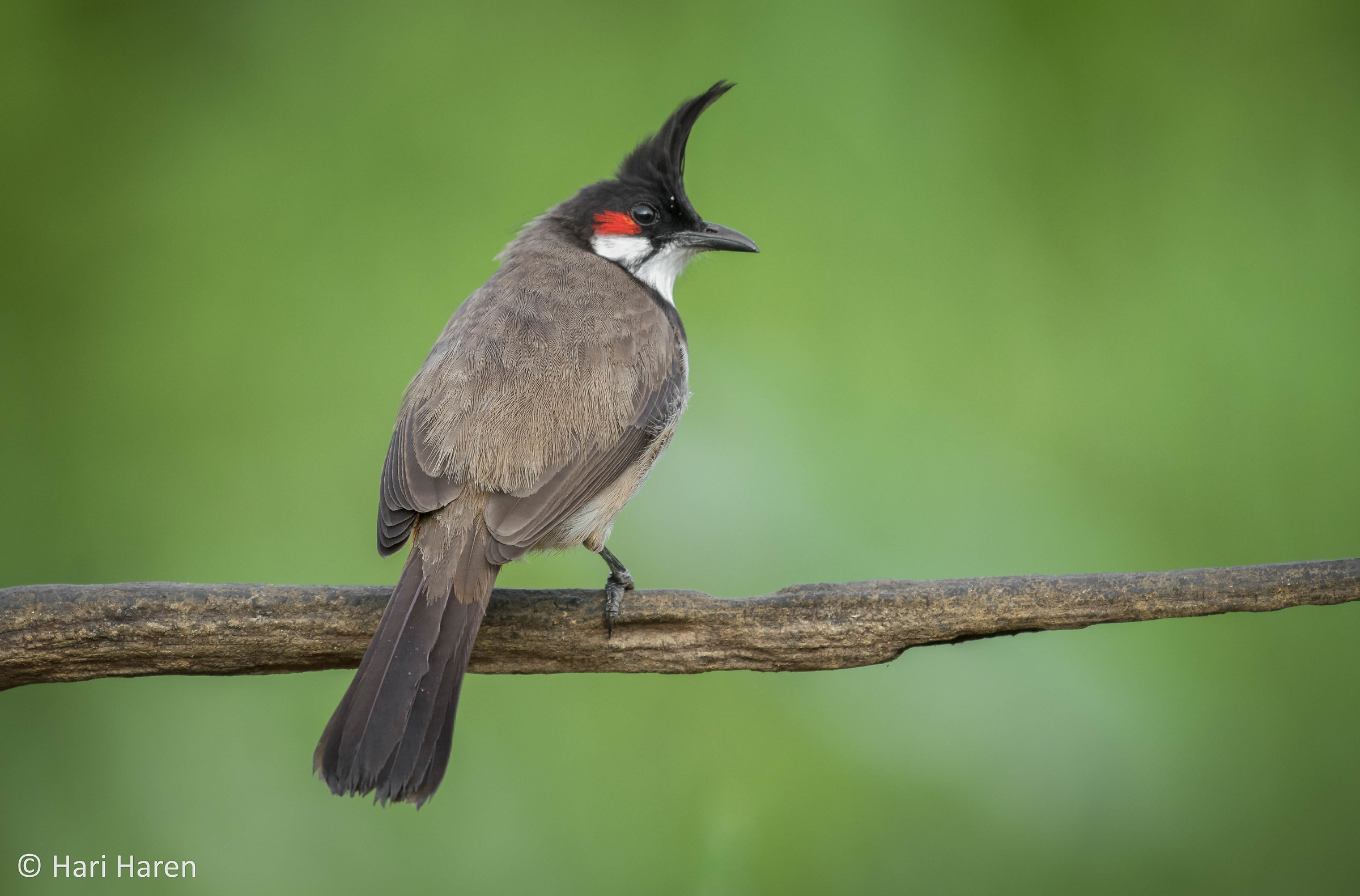 Red whiskered bulbul