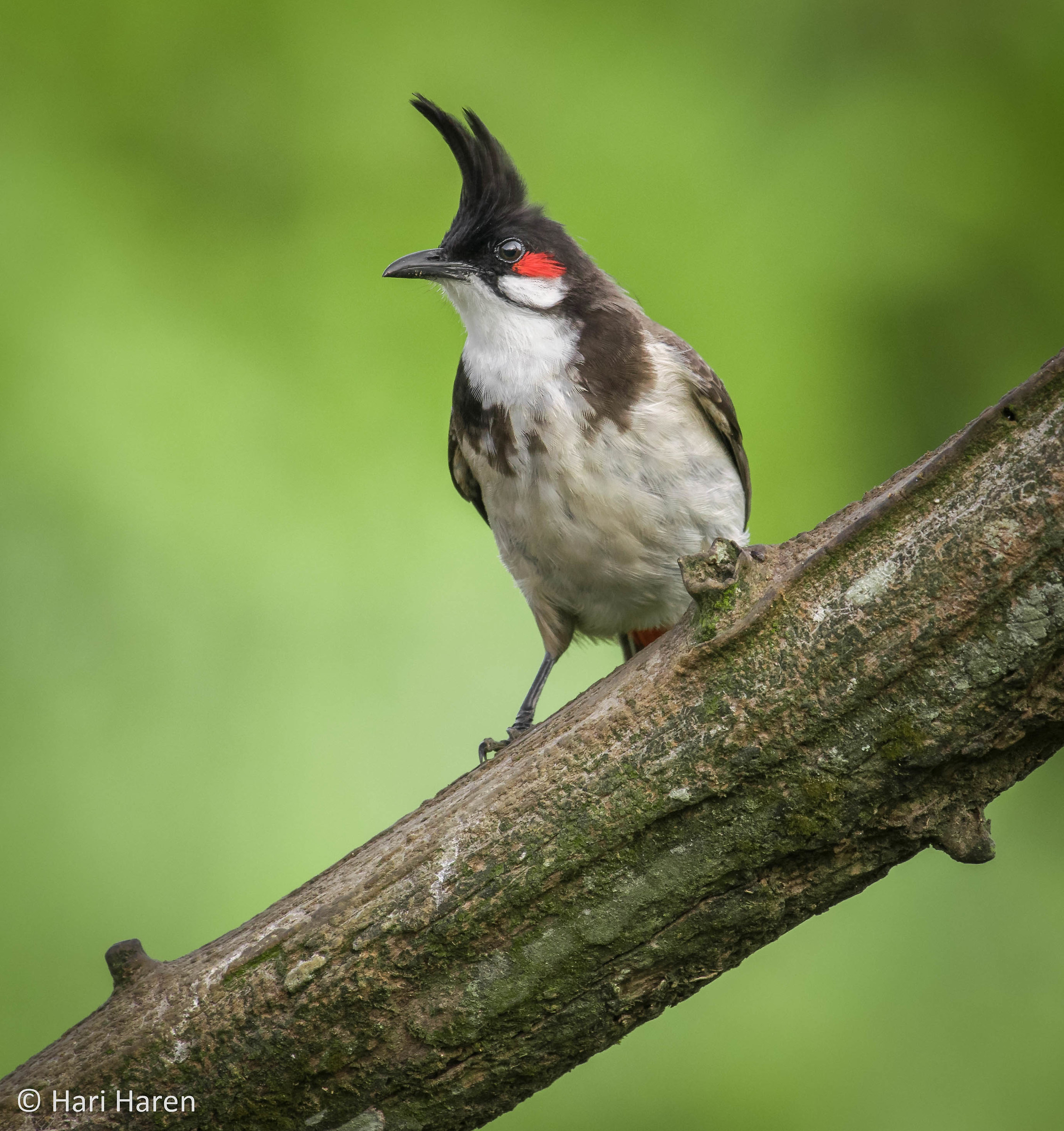Red whiskered bulbul
