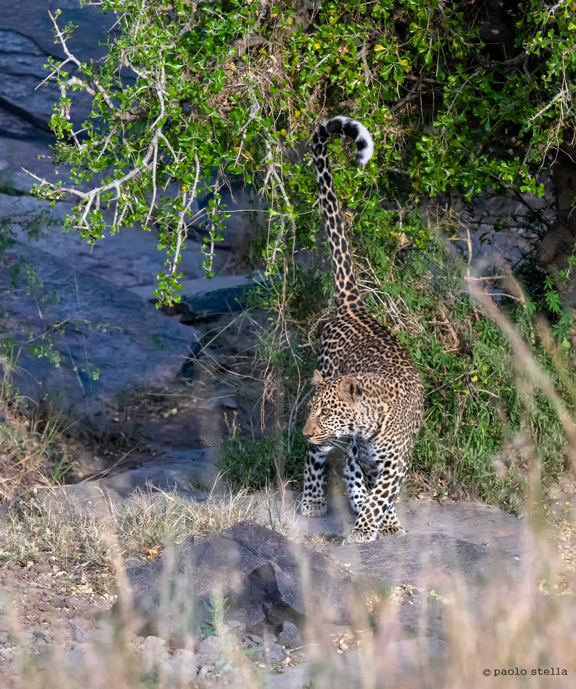 Marking of the Territory