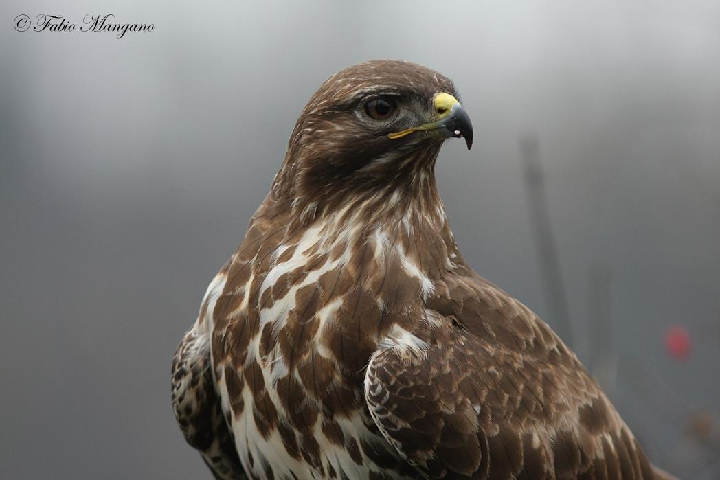 Poiana - primo piano