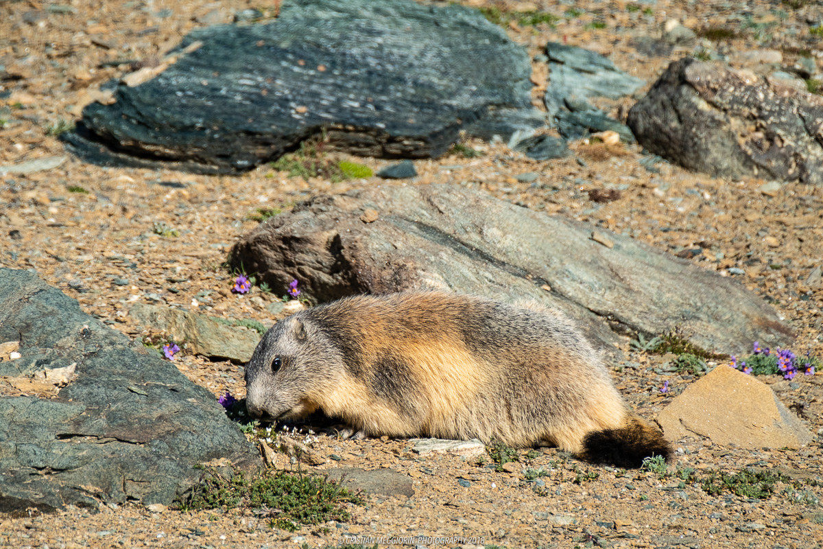 Ultimi spuntini prima del letargo