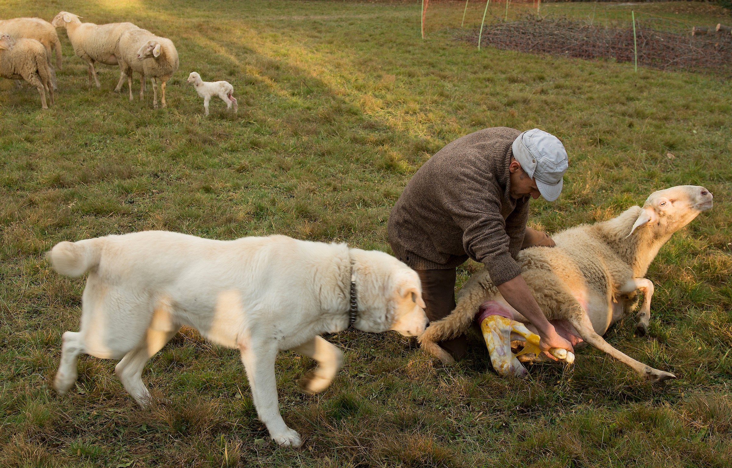 I'il eat you at Easter...