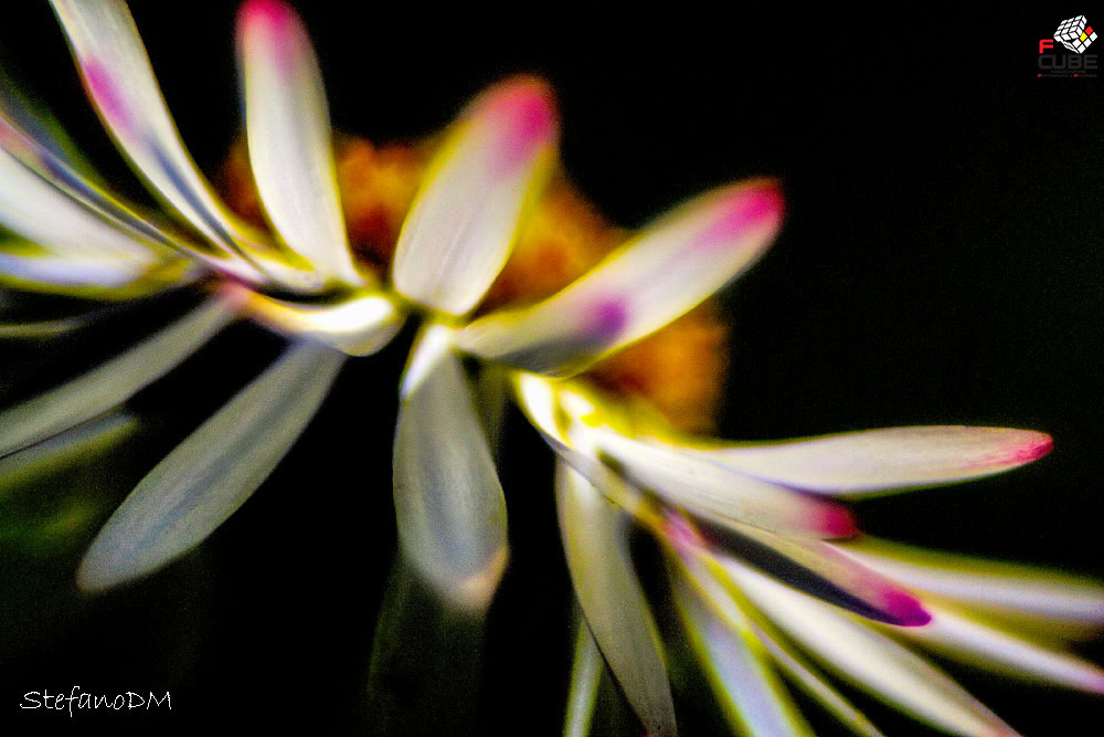 Like butterfly wings