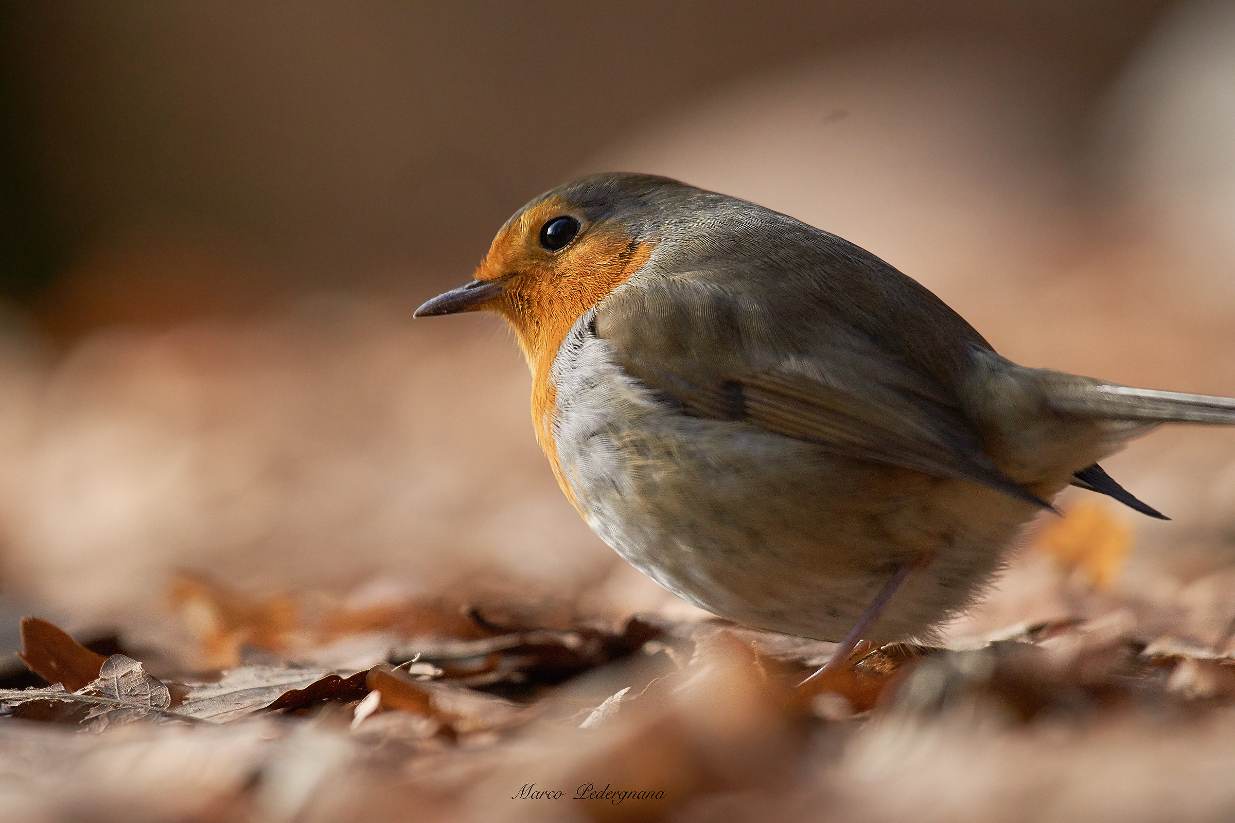 Autumn Robin