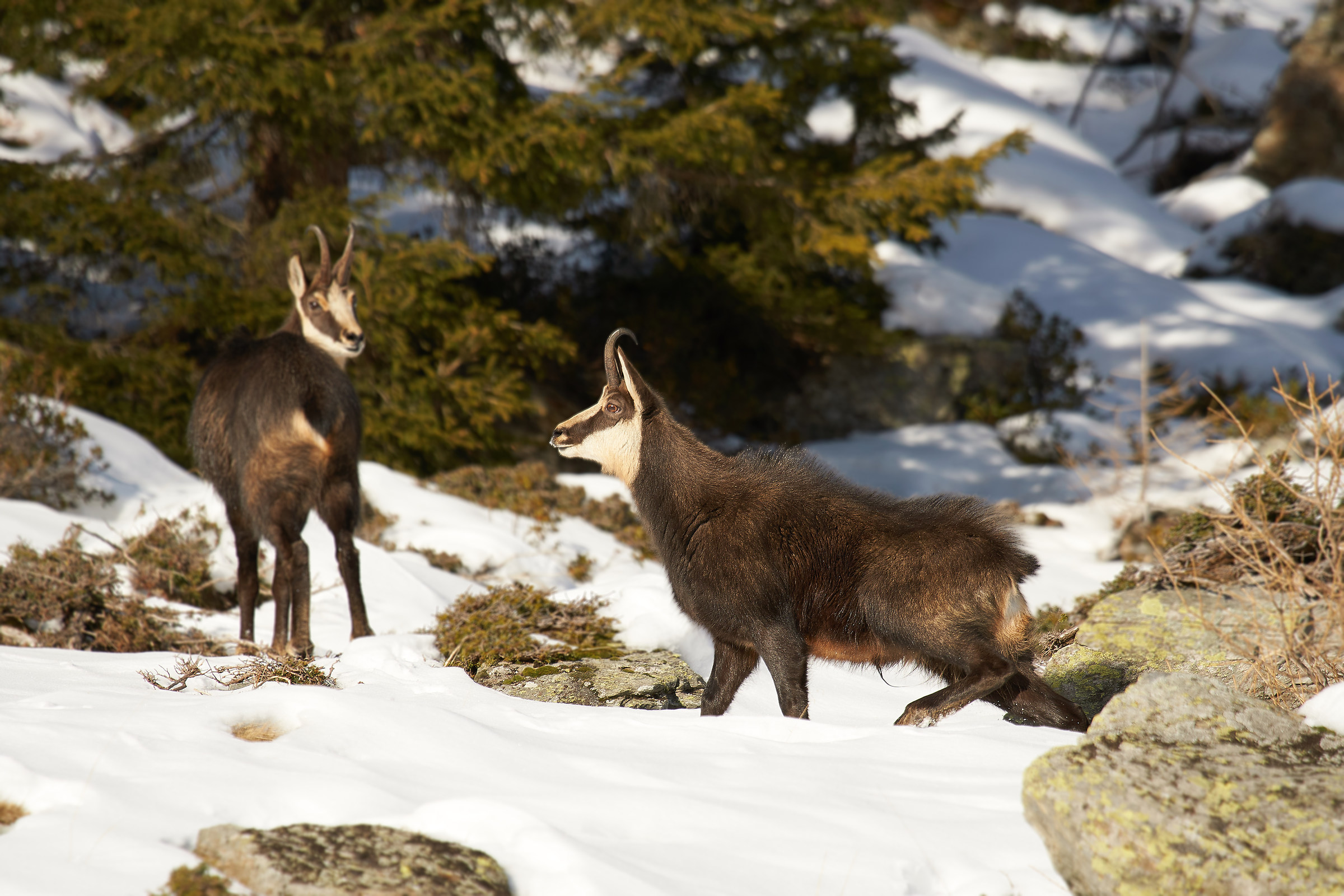 Chamois