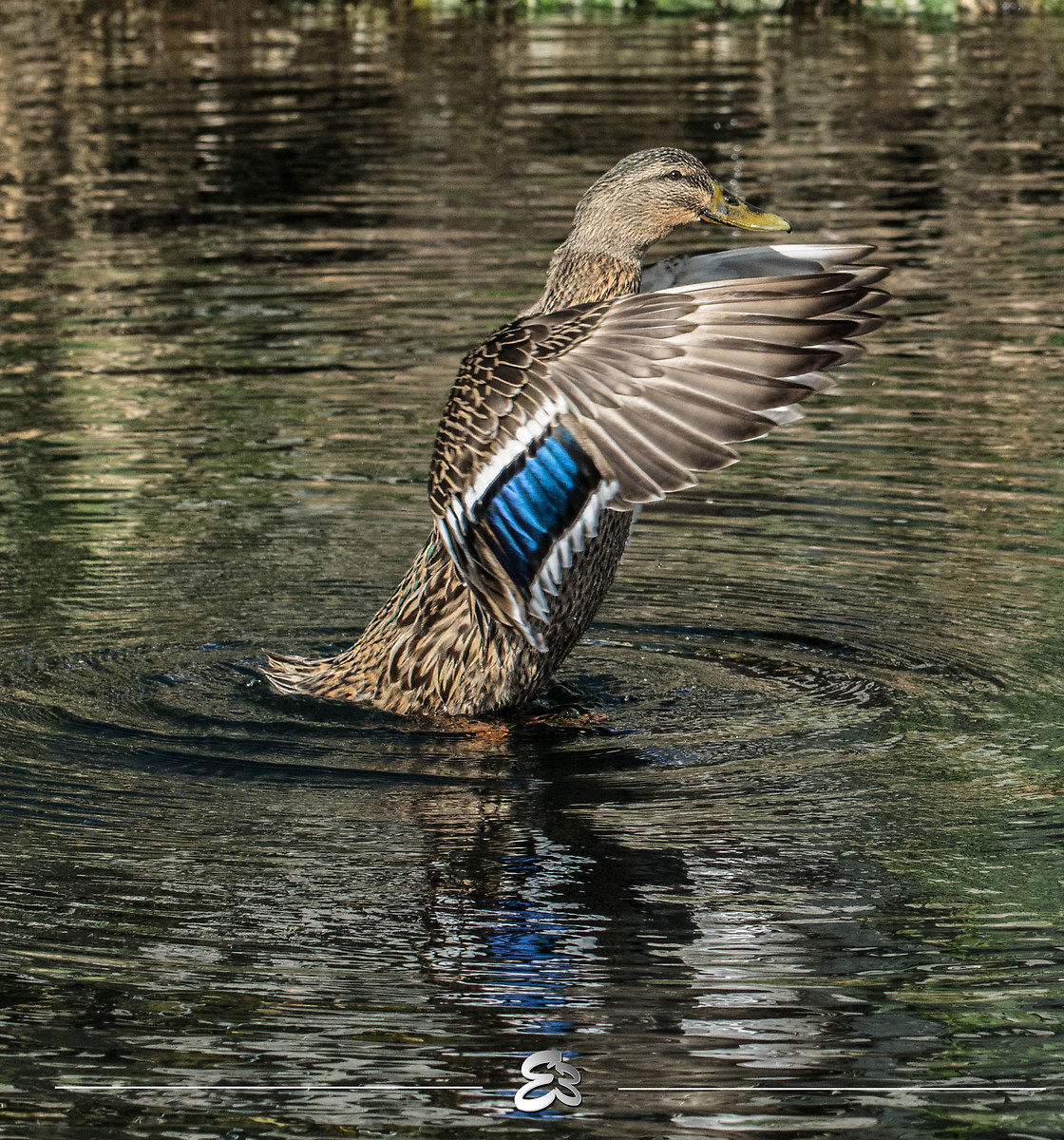 Mallard... believer