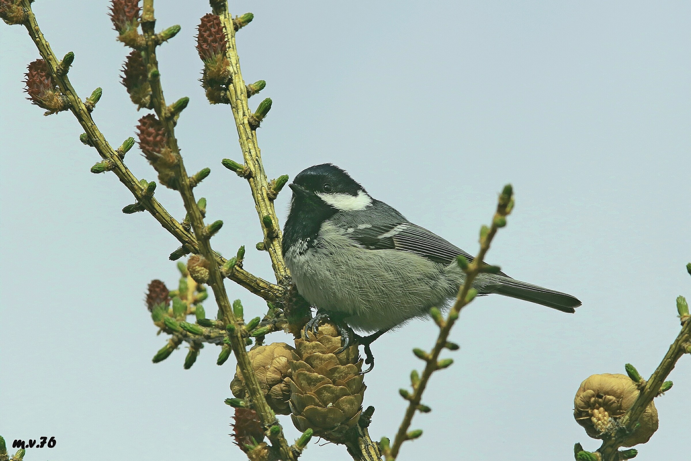 Cincia Mora-Periparus ater