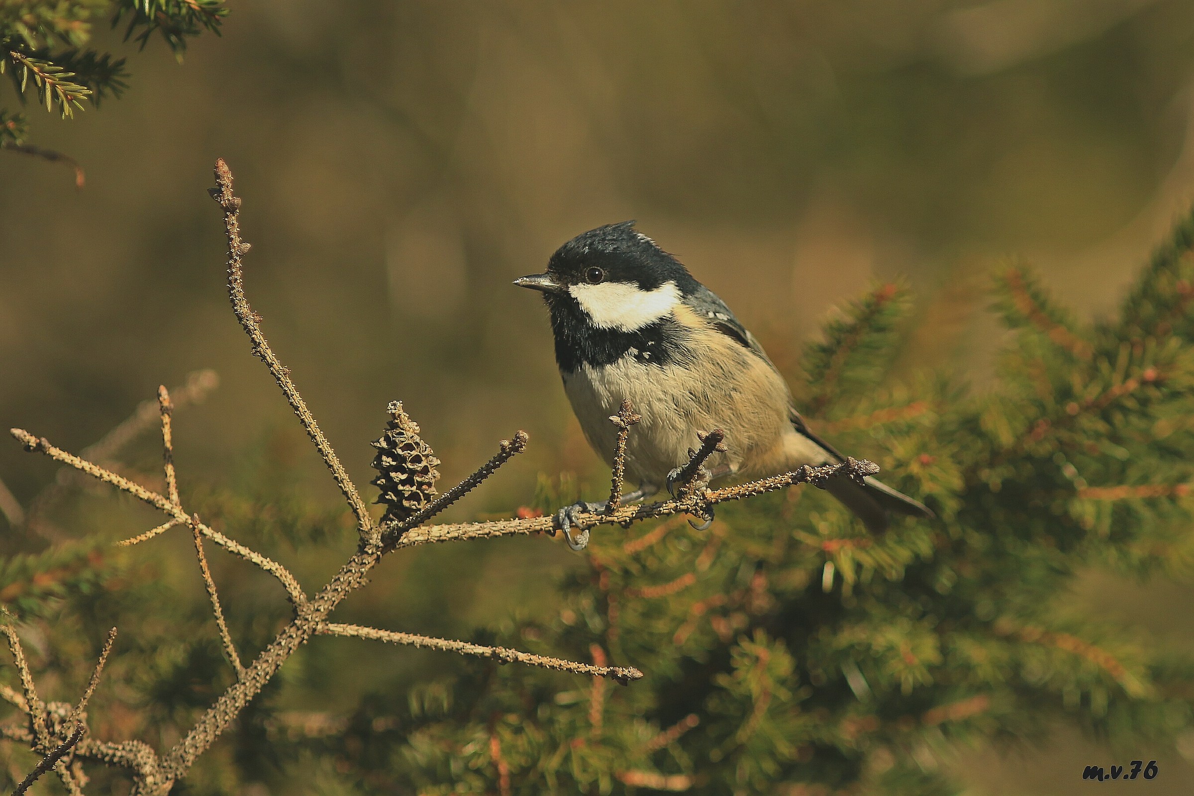 Cincia Mora-Periparus ater