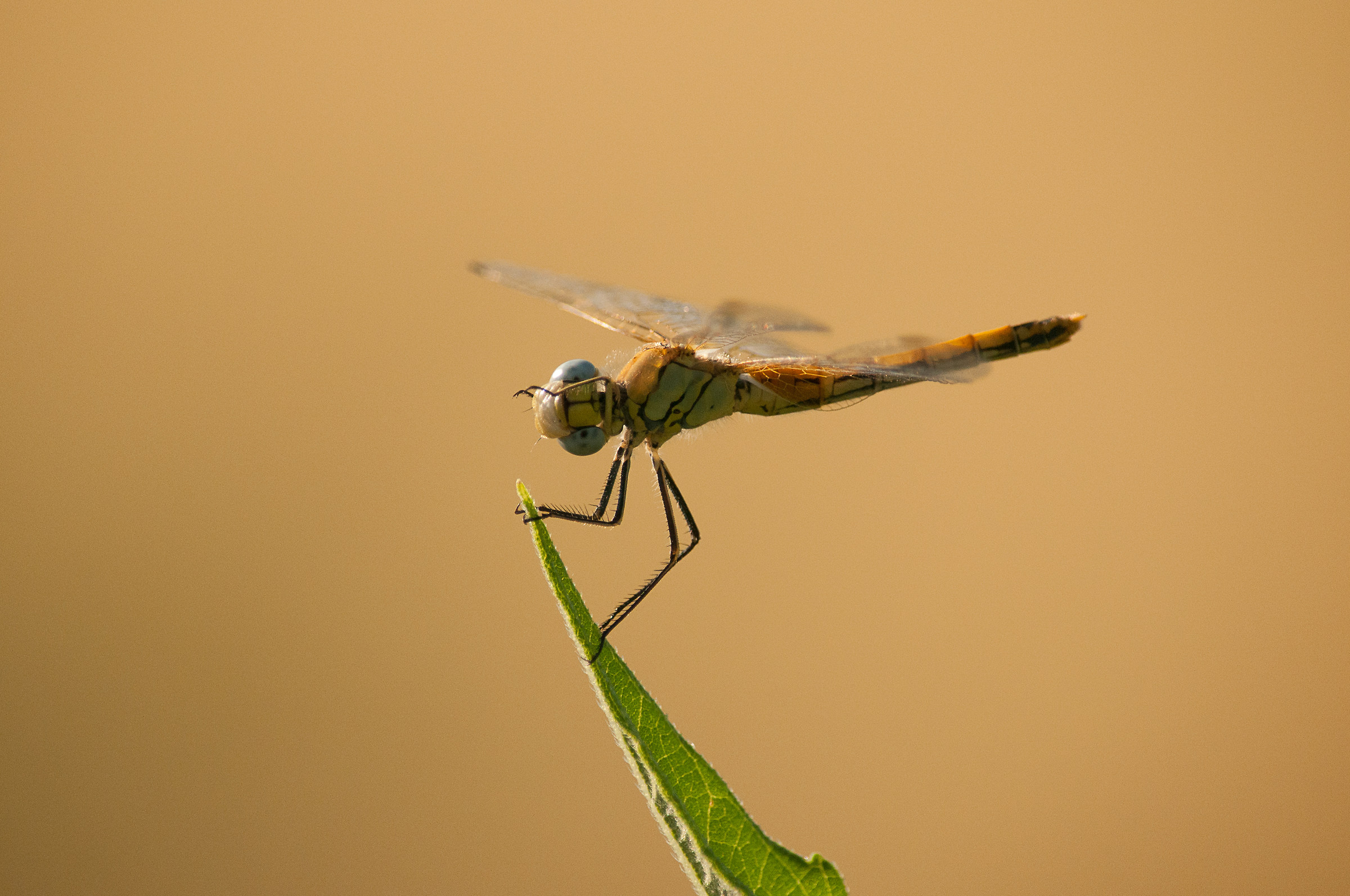 Dragonfly
