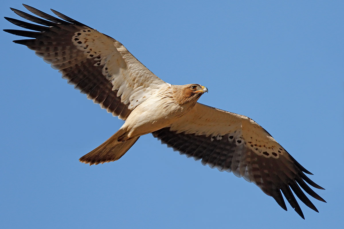 Aquila minore (morfismo chiaro)
