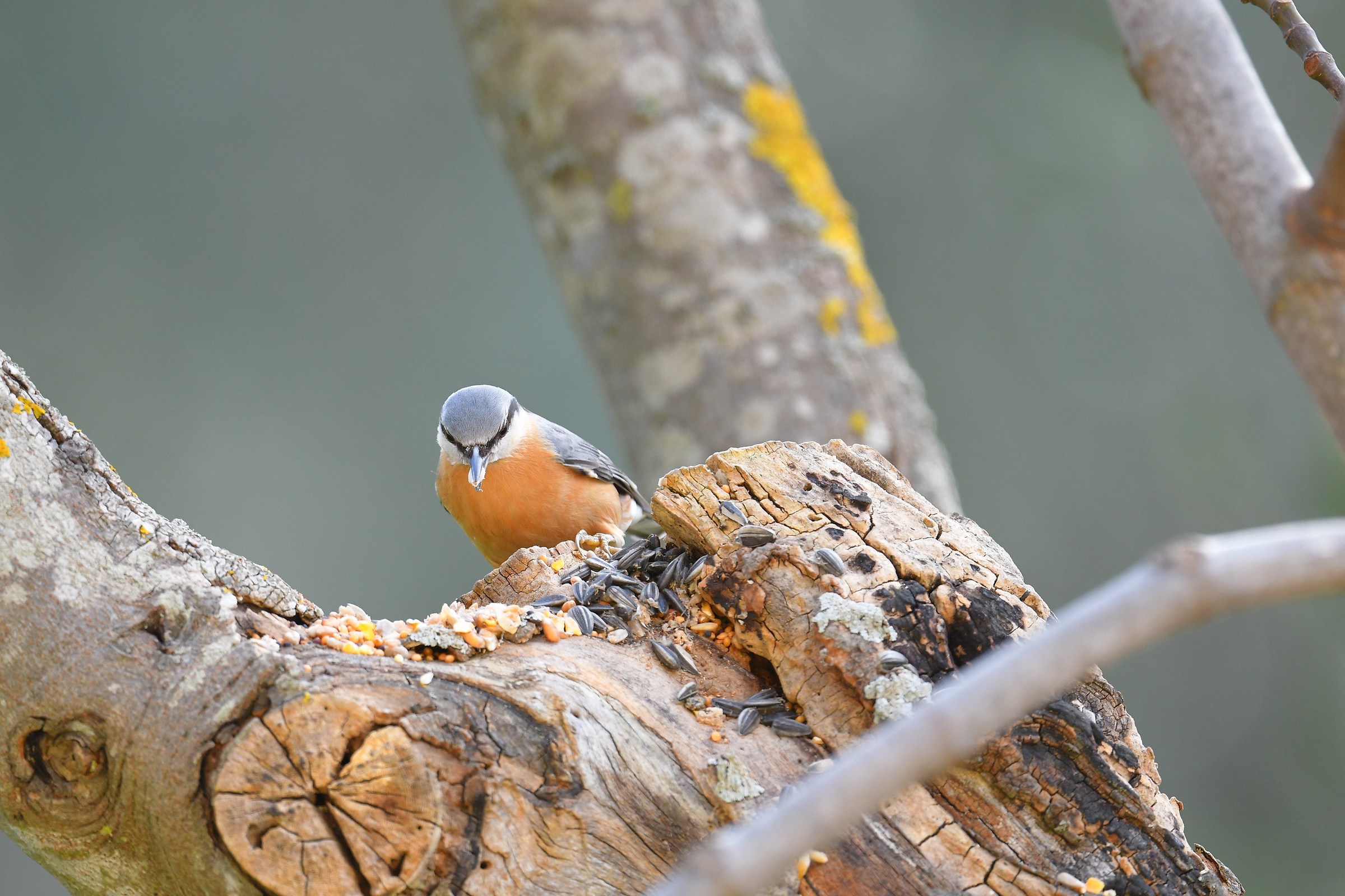 Nuthatch 1