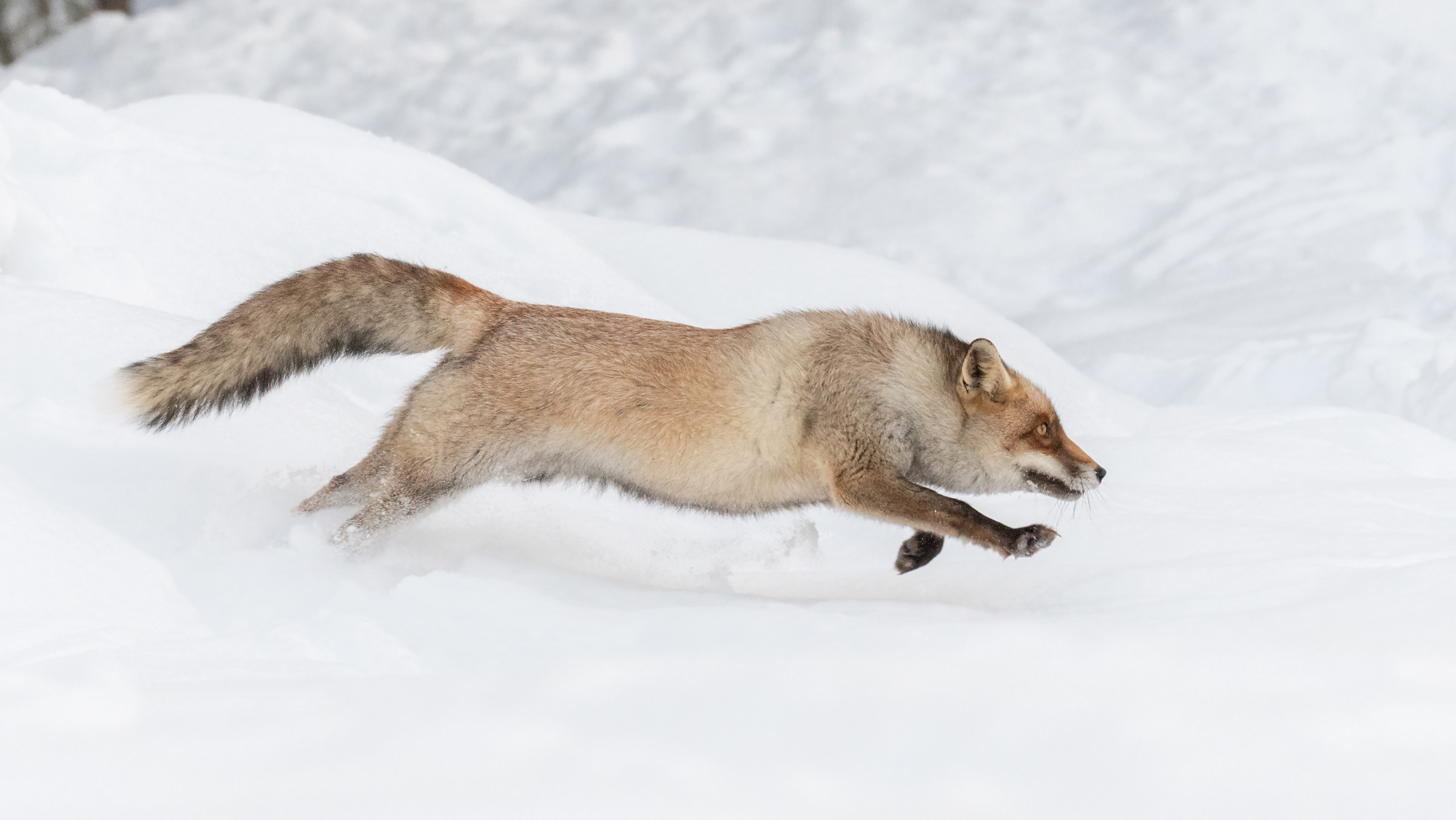 The escape of the Fox