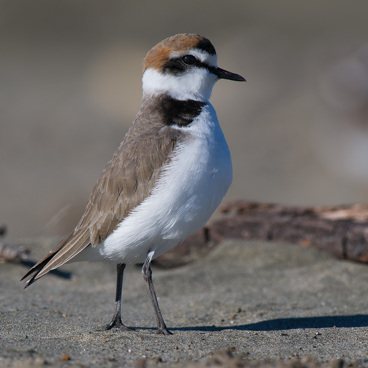 Fratino in extension