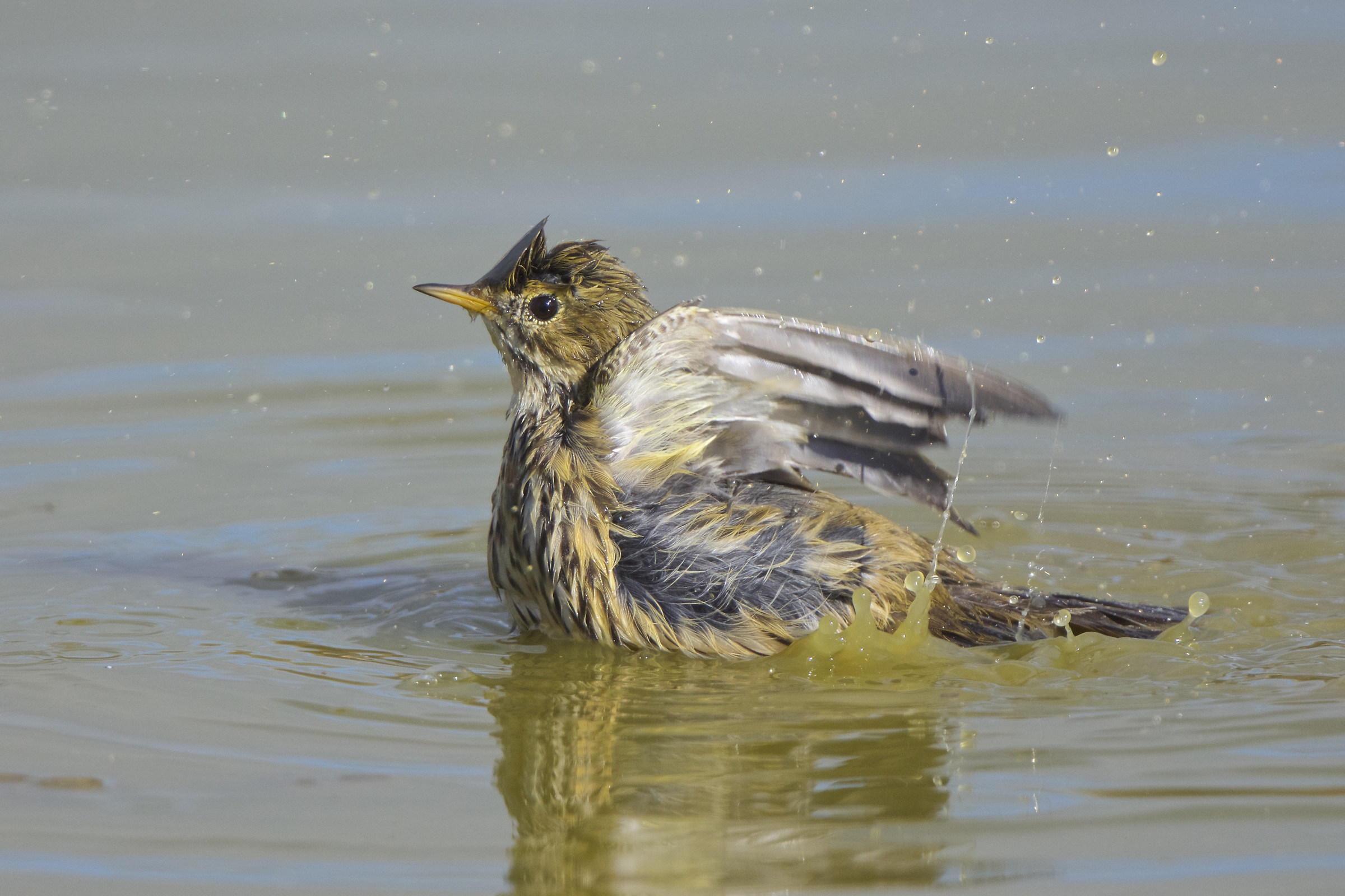 Pispola nella pozzanghera