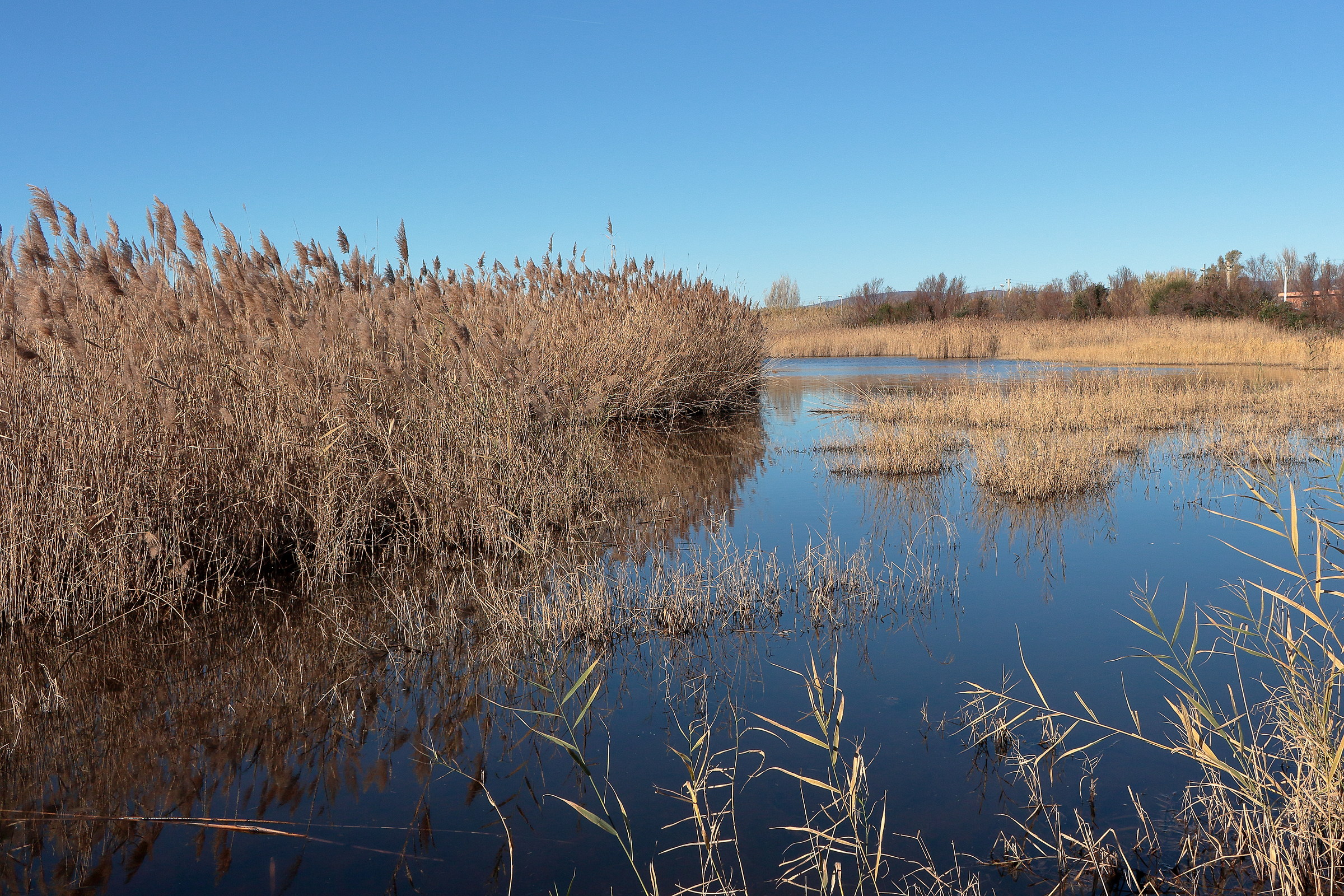 The swamp of Torre Flavia