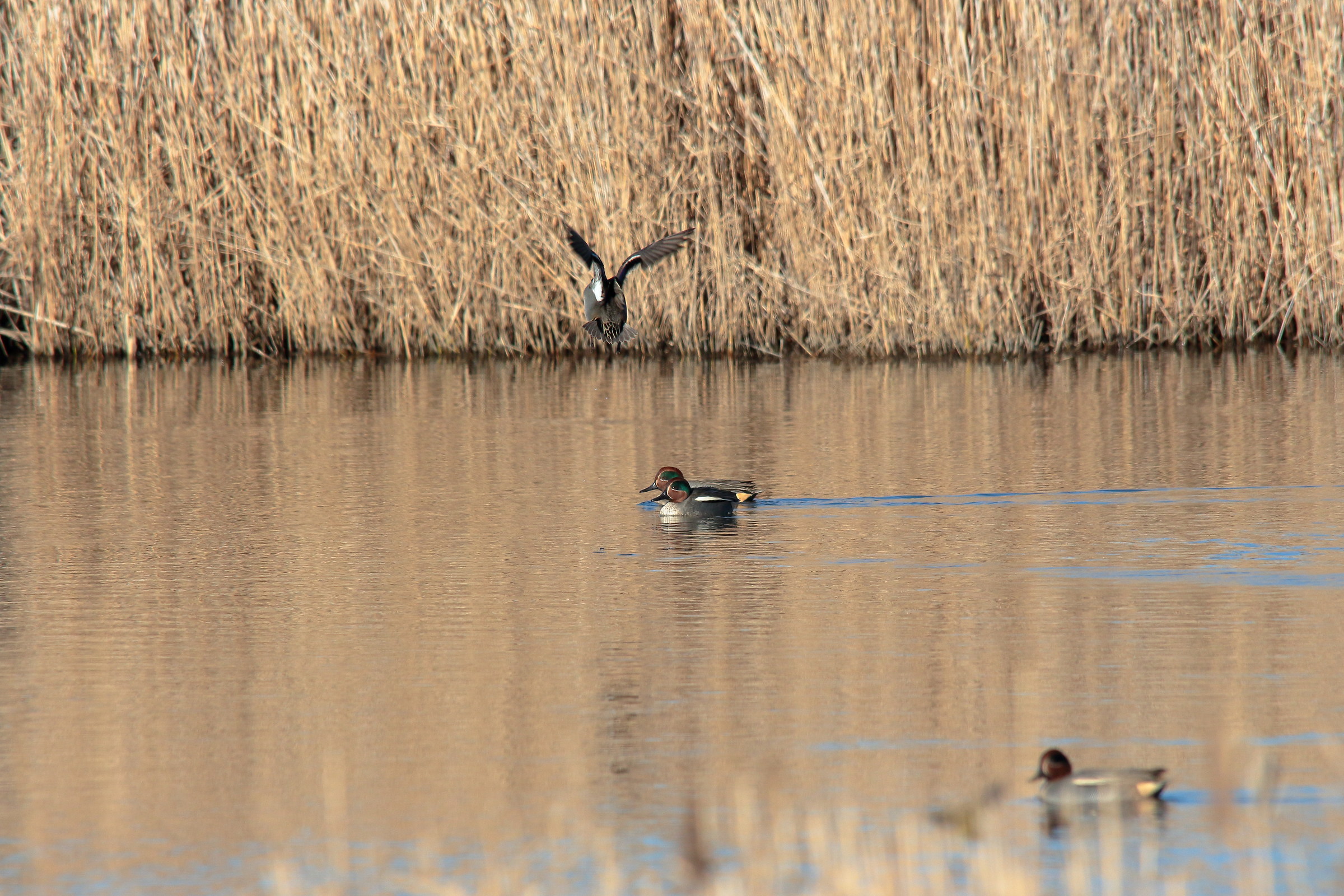 Teals at the photo finish