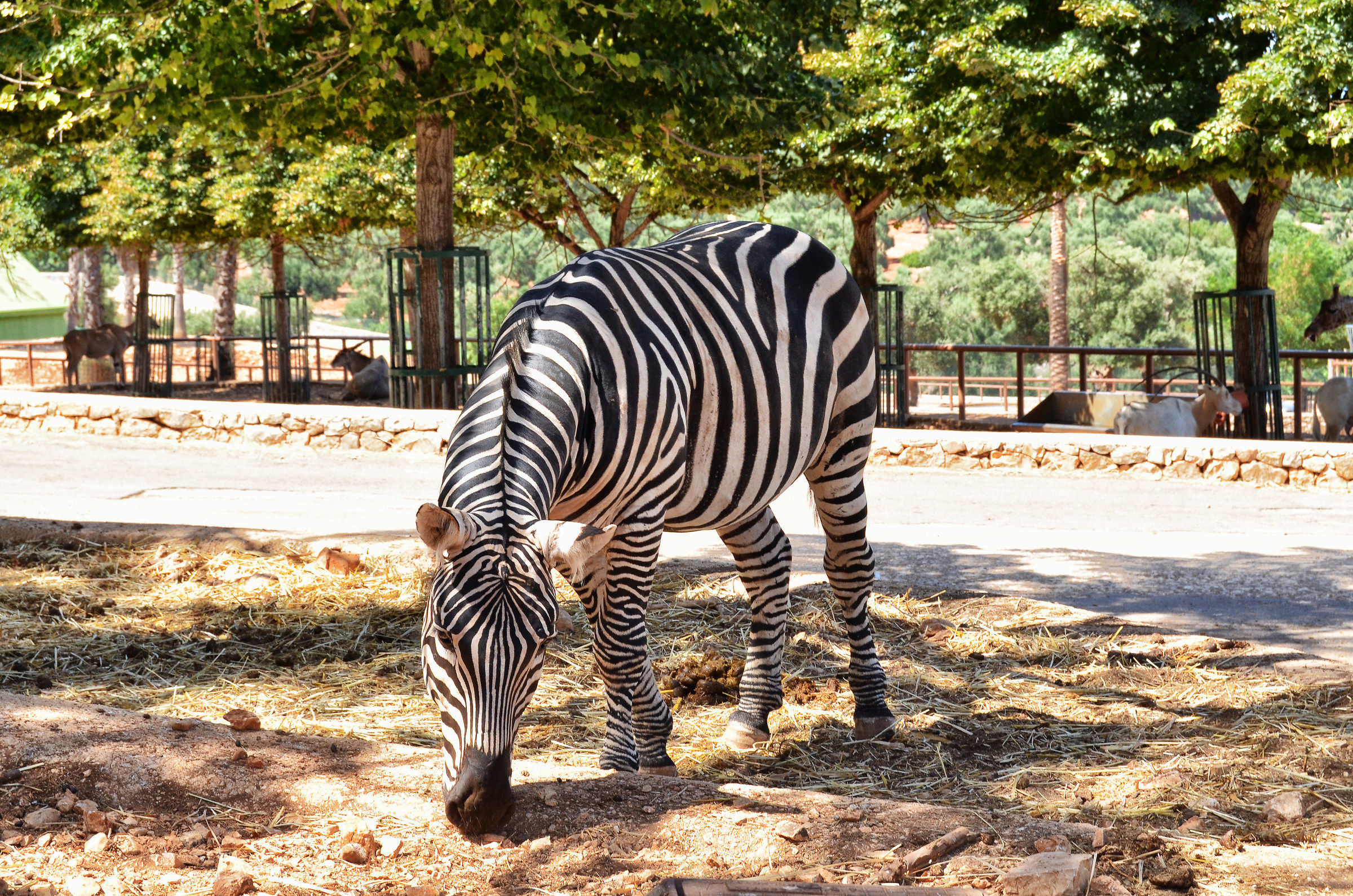 Zebra at Fasano Safari