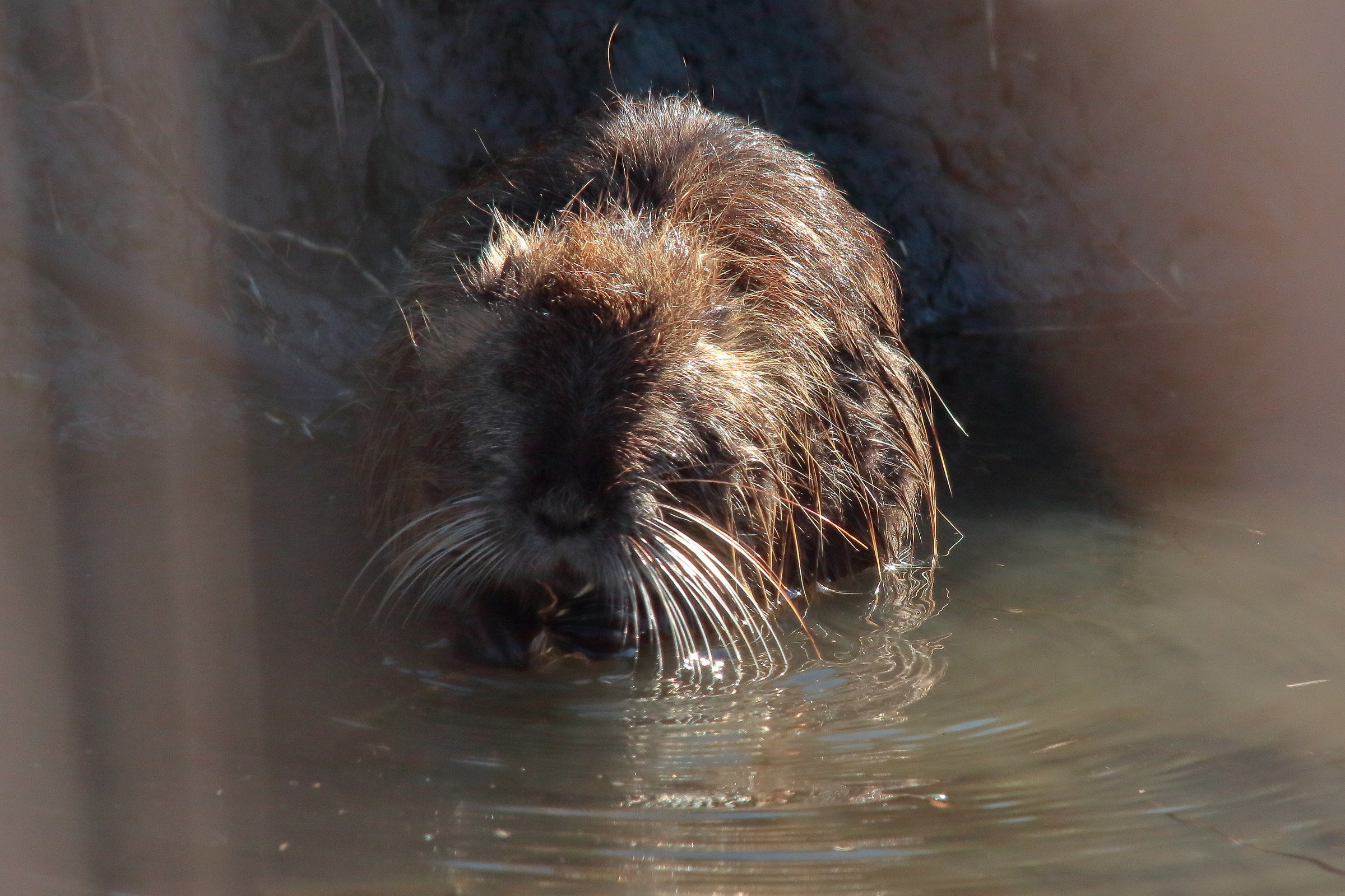 Nutria