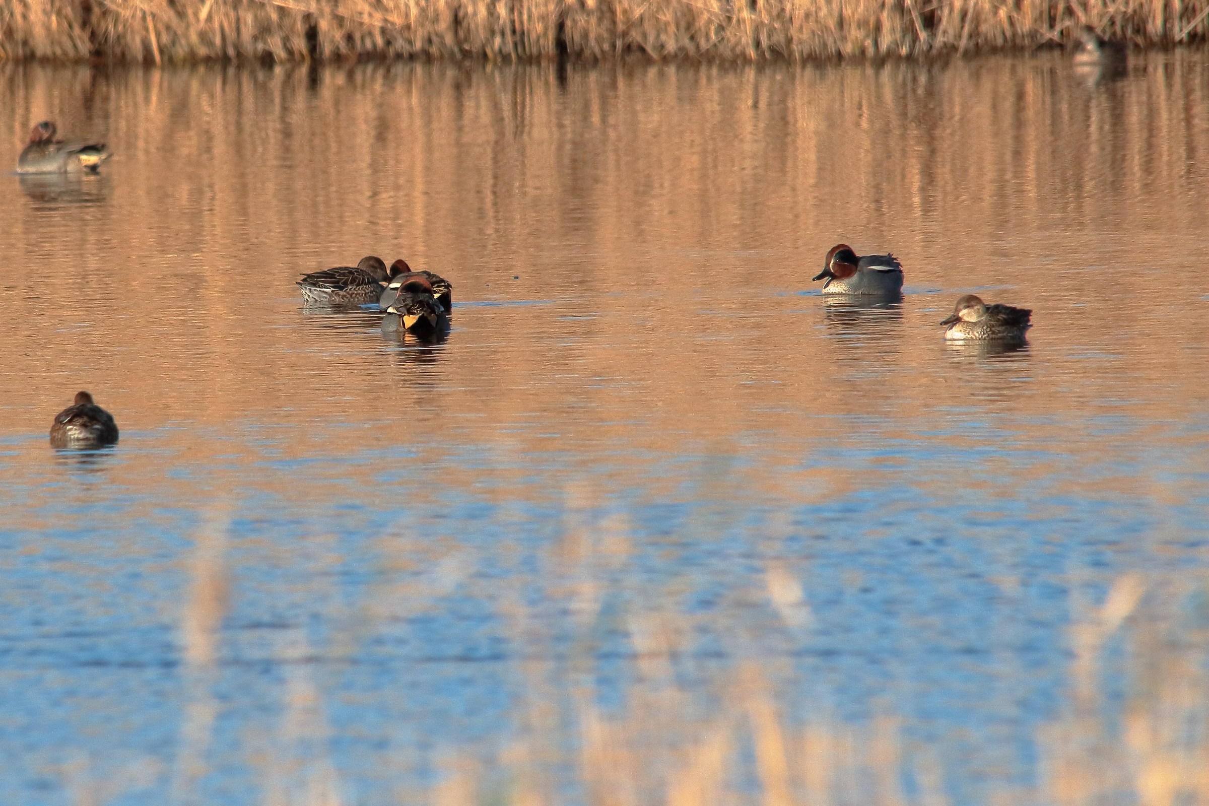 The Whisper of the Teals