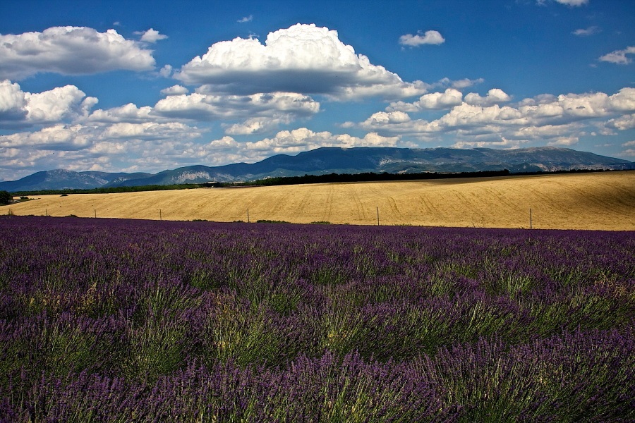 Lavender is wheat