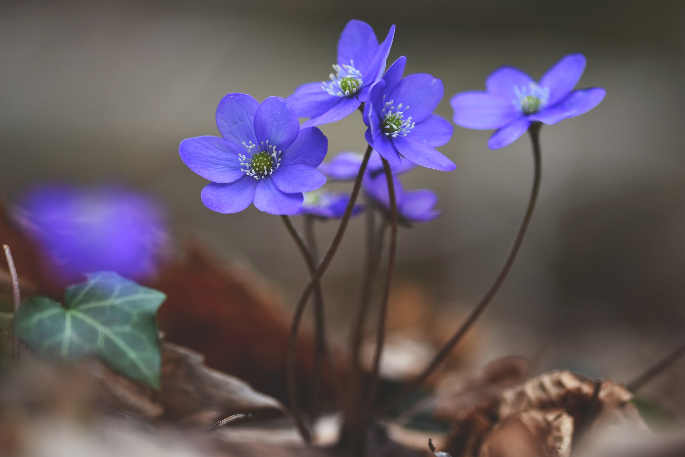 Hepatica Nobilis 2