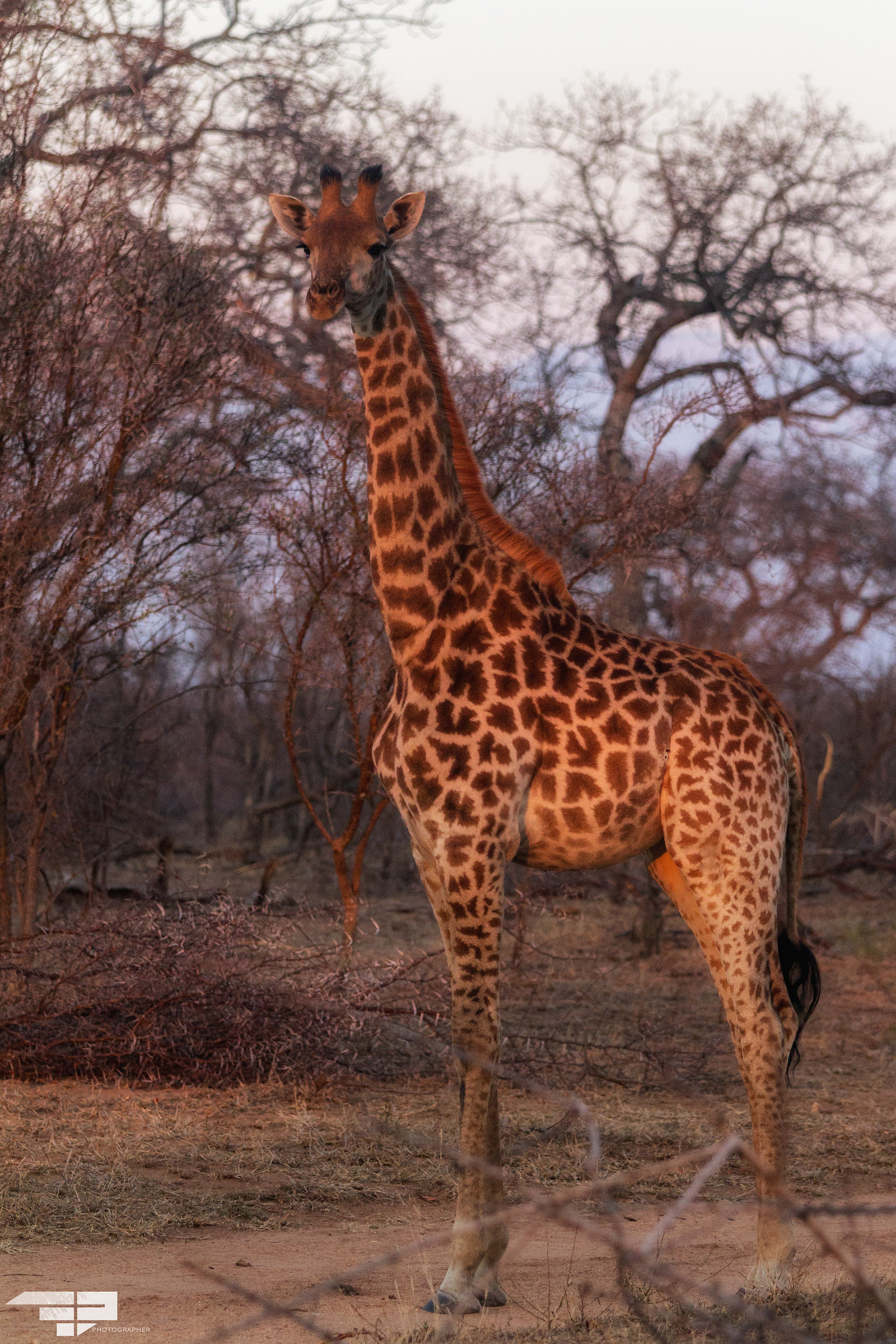 Giraffe