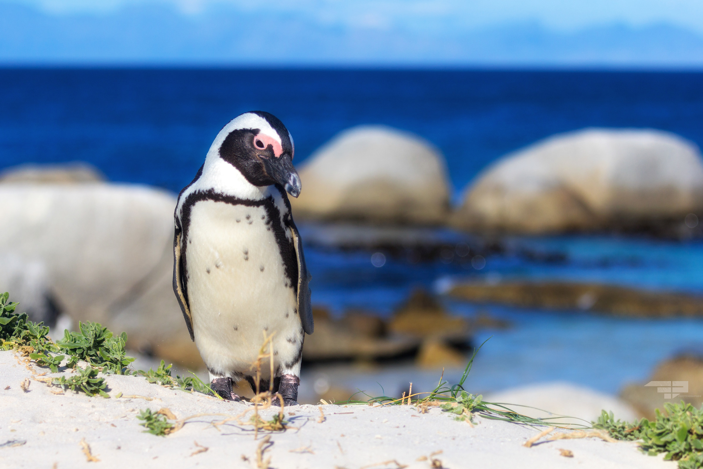 South African Penguin