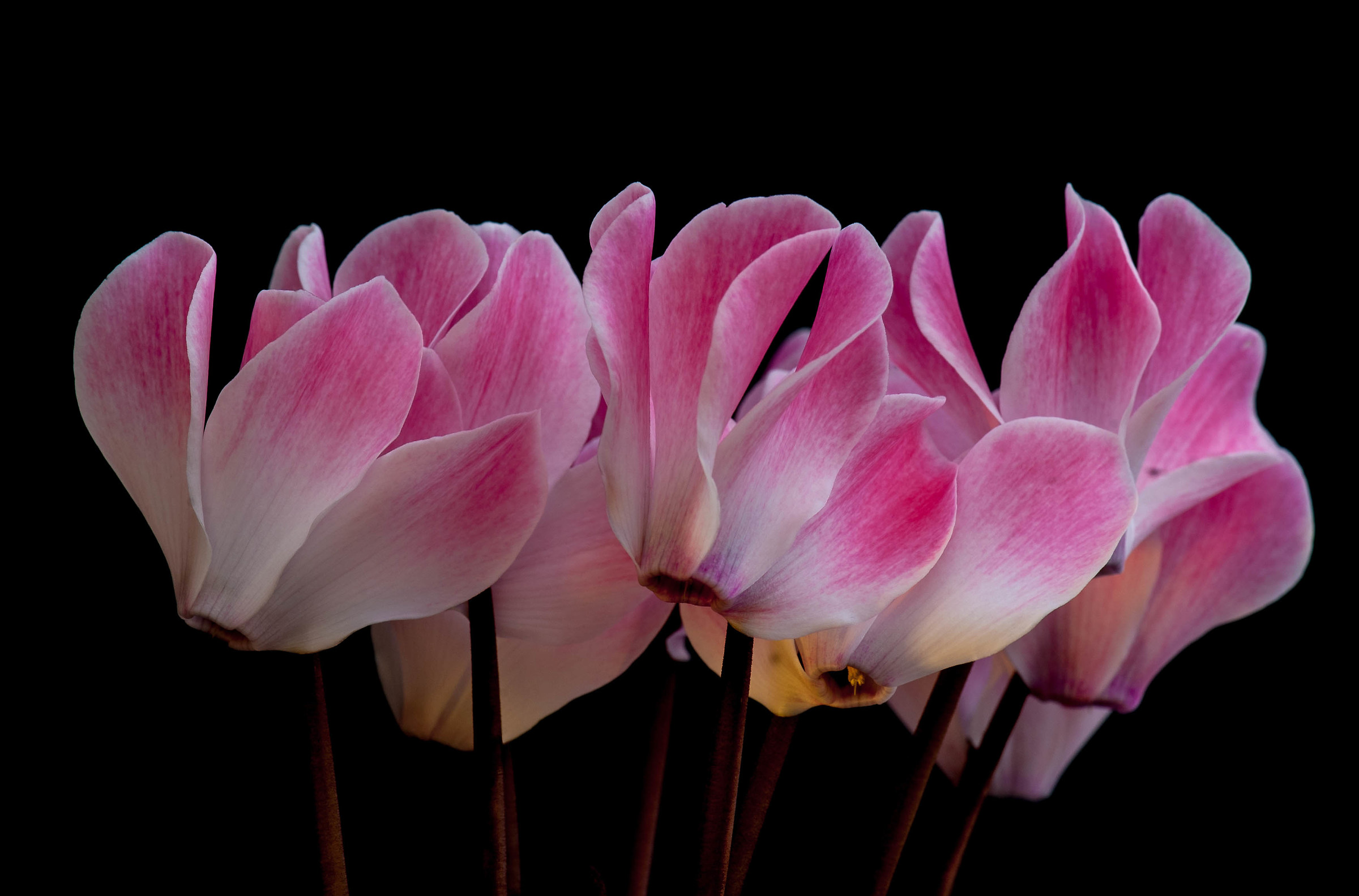 Ciclamini in controluce