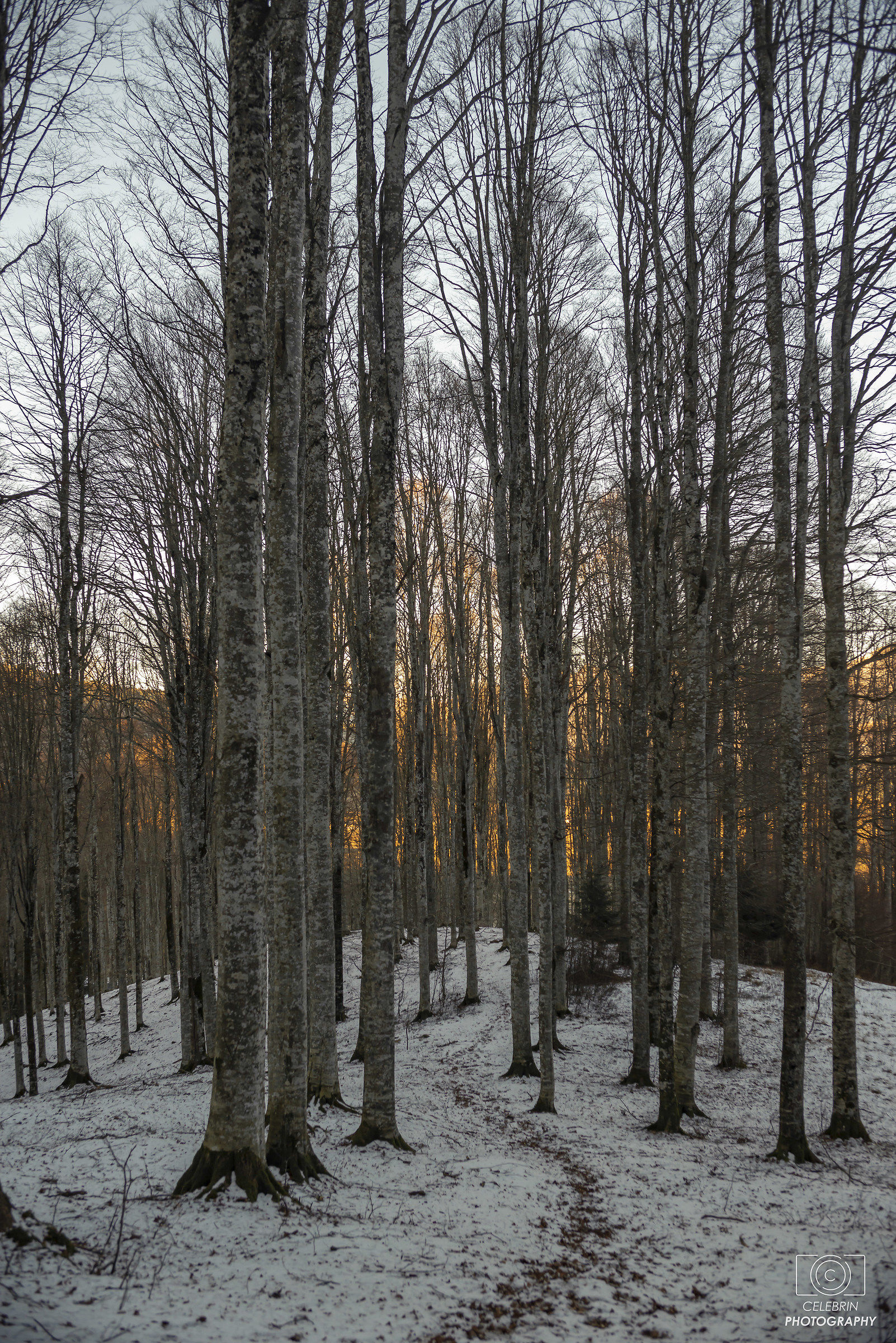 Foresta del Cansiglio