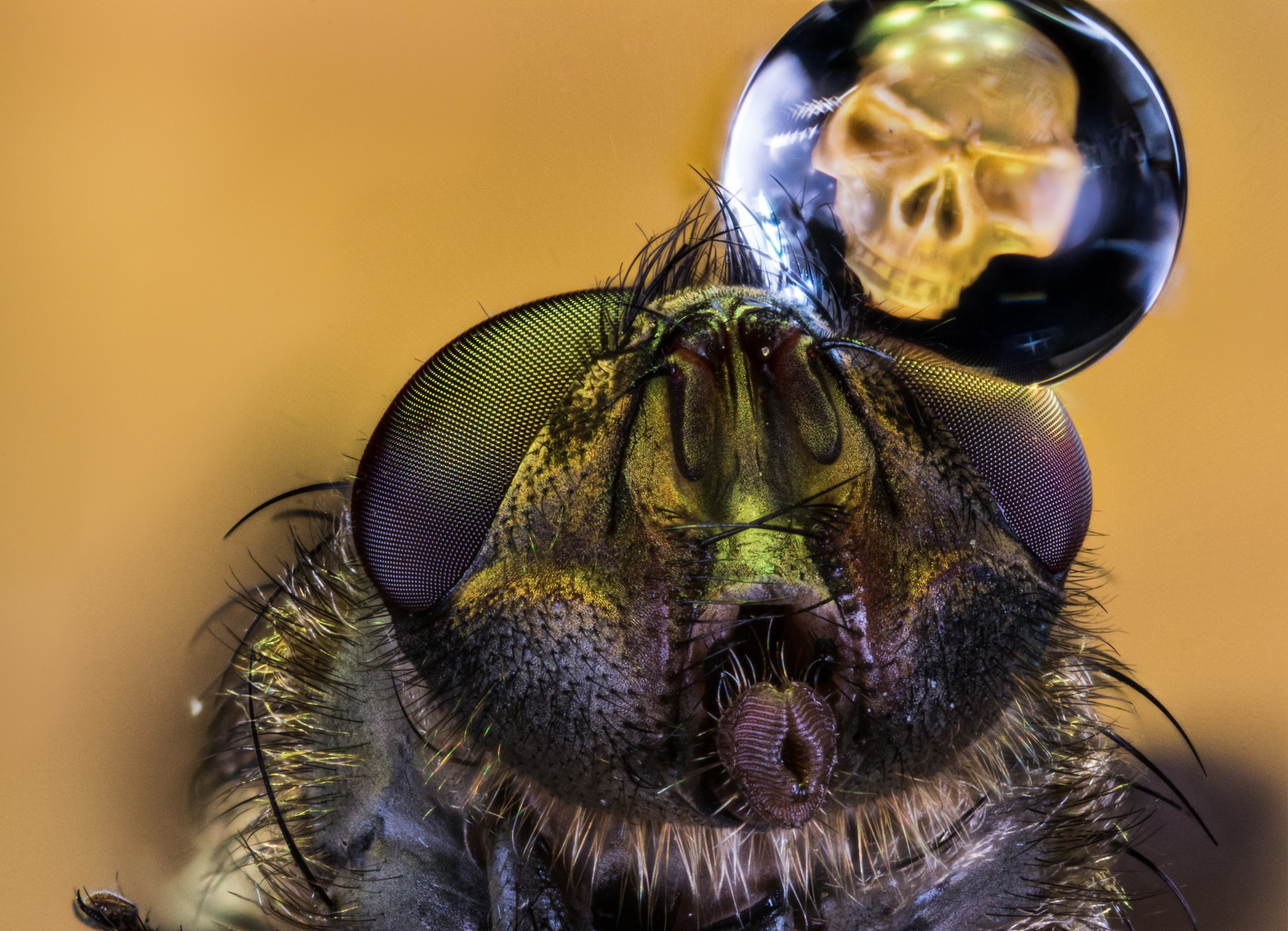 La morte sulla mosca morta