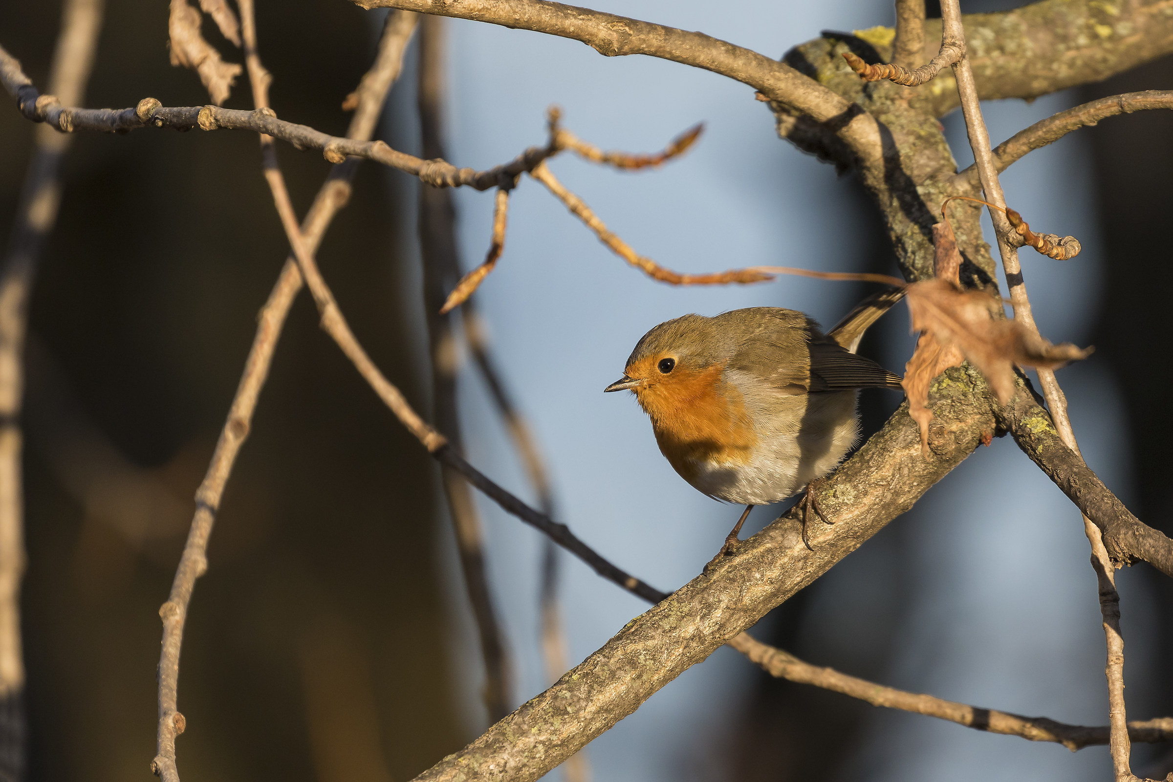 Erithacus rubecula...... Robin