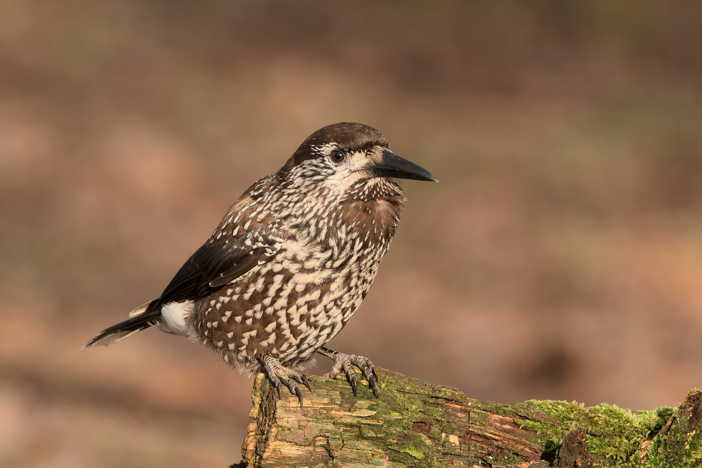 Schiaccianoci maculato-III