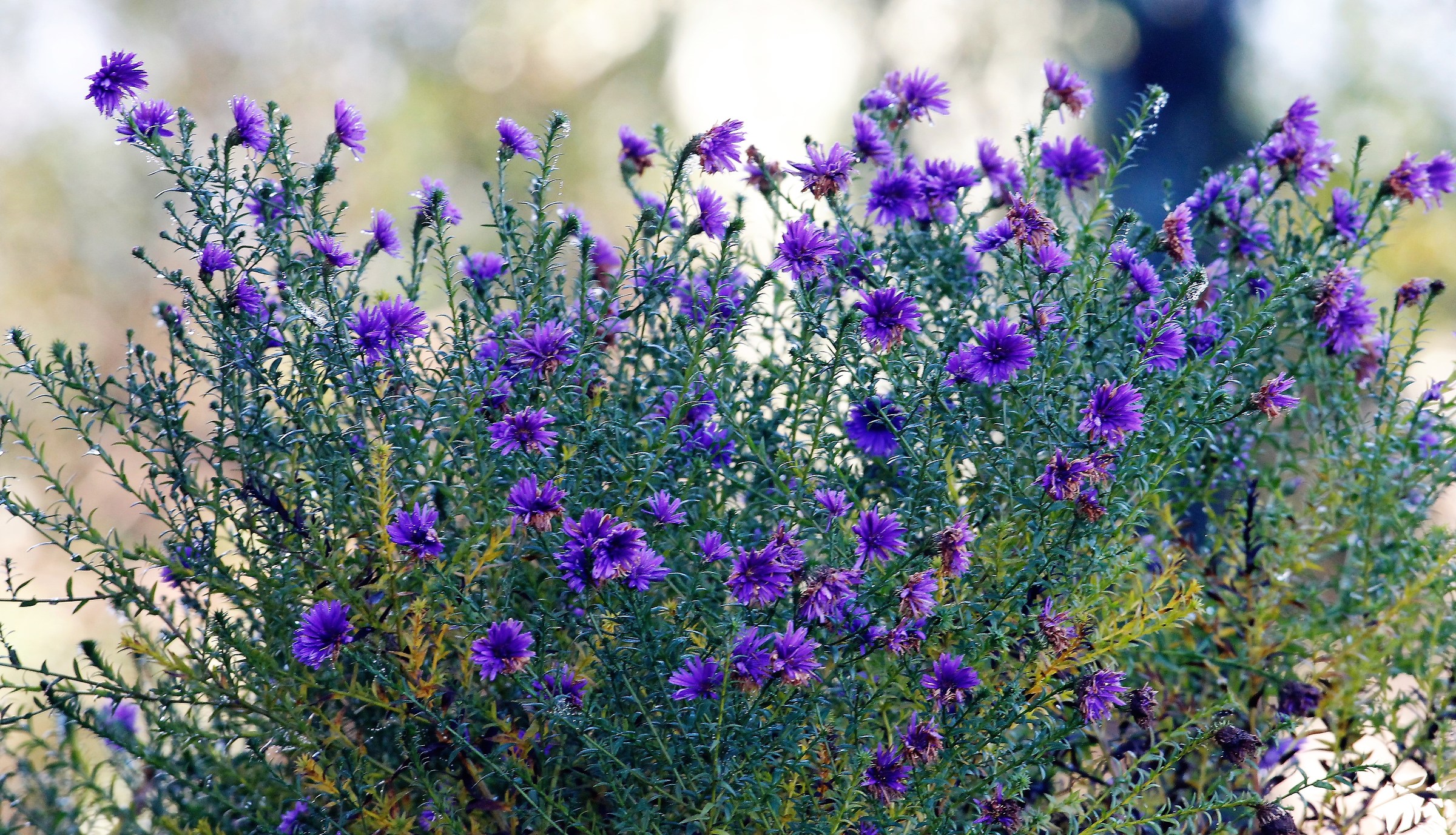 I Fiori del 27 Dicembre