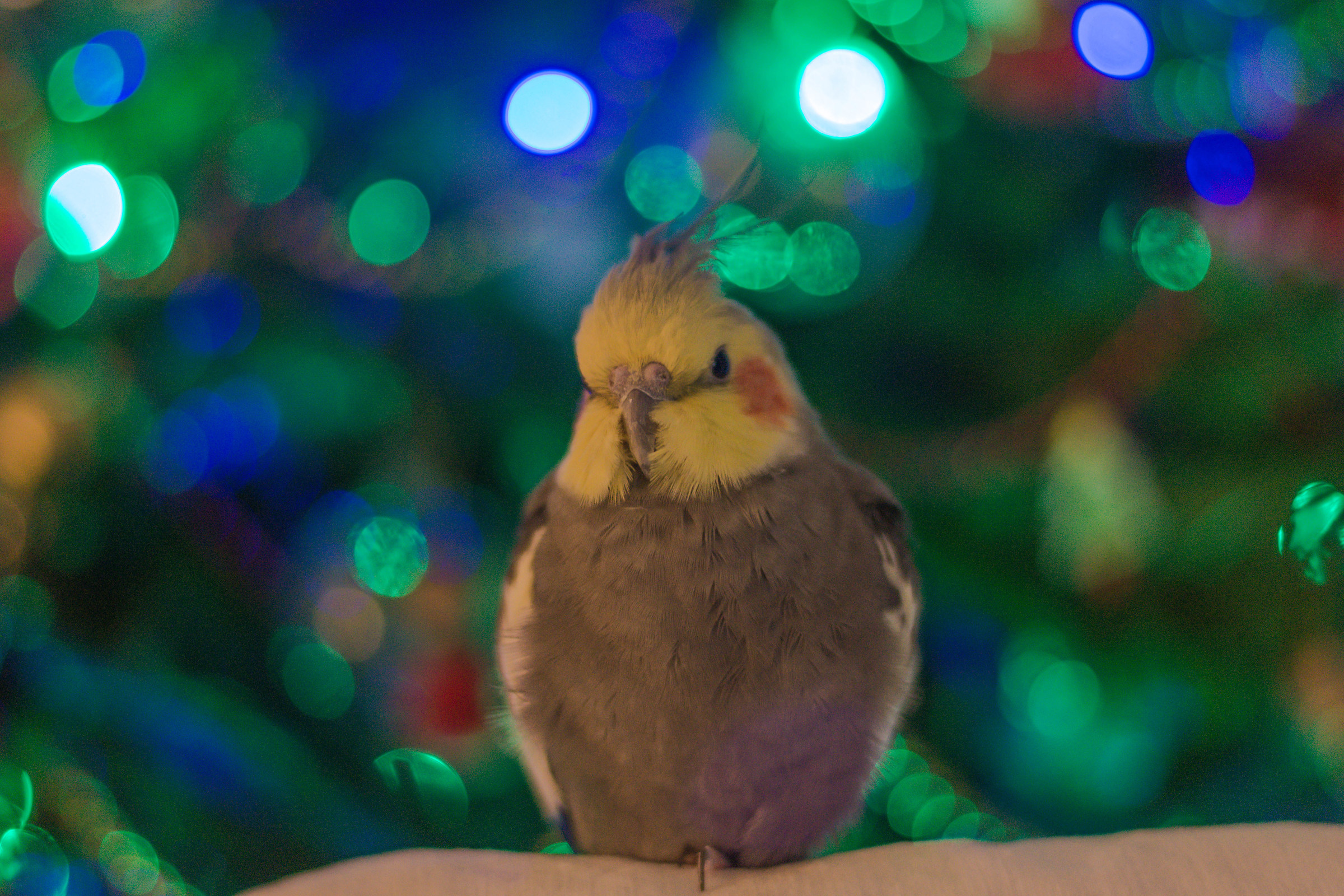 Auguri e buone feste da Gibbo...