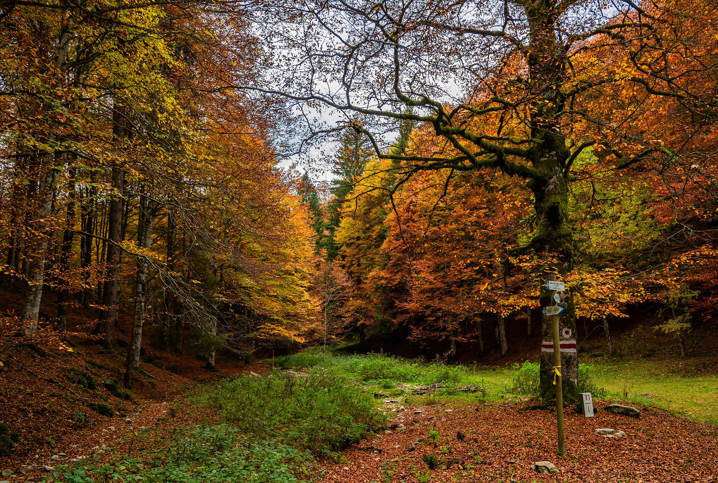 Walking in the woods....