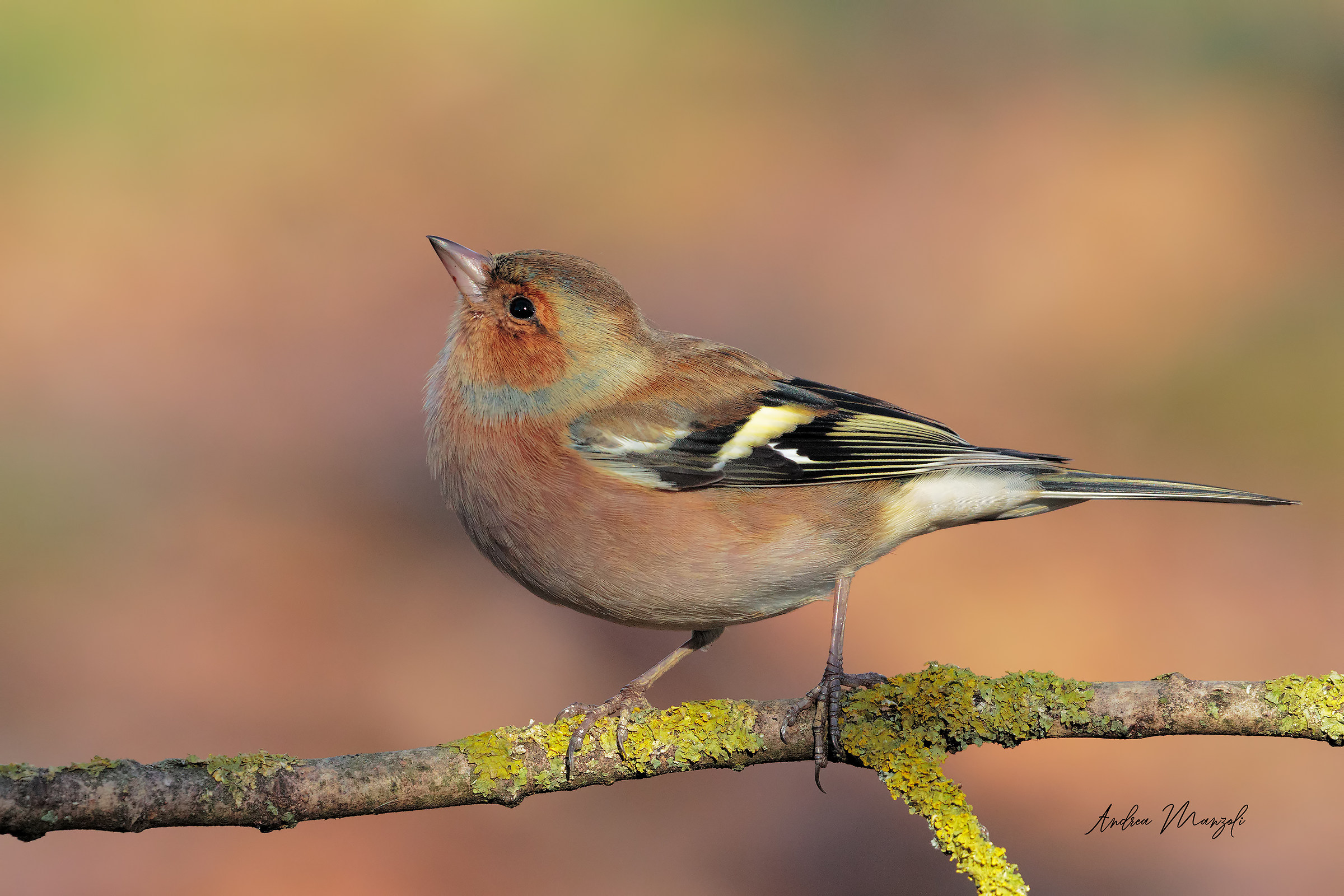 Chaffinch