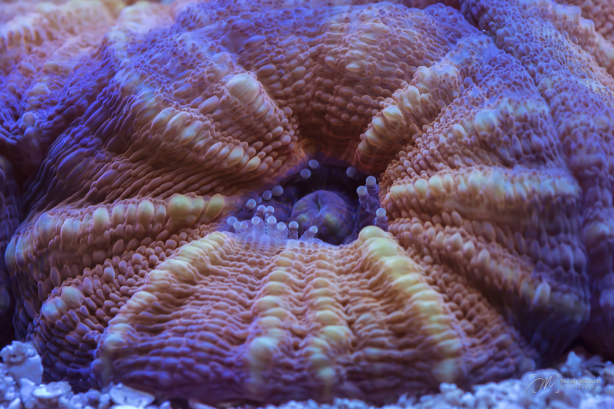 Lobophyllia