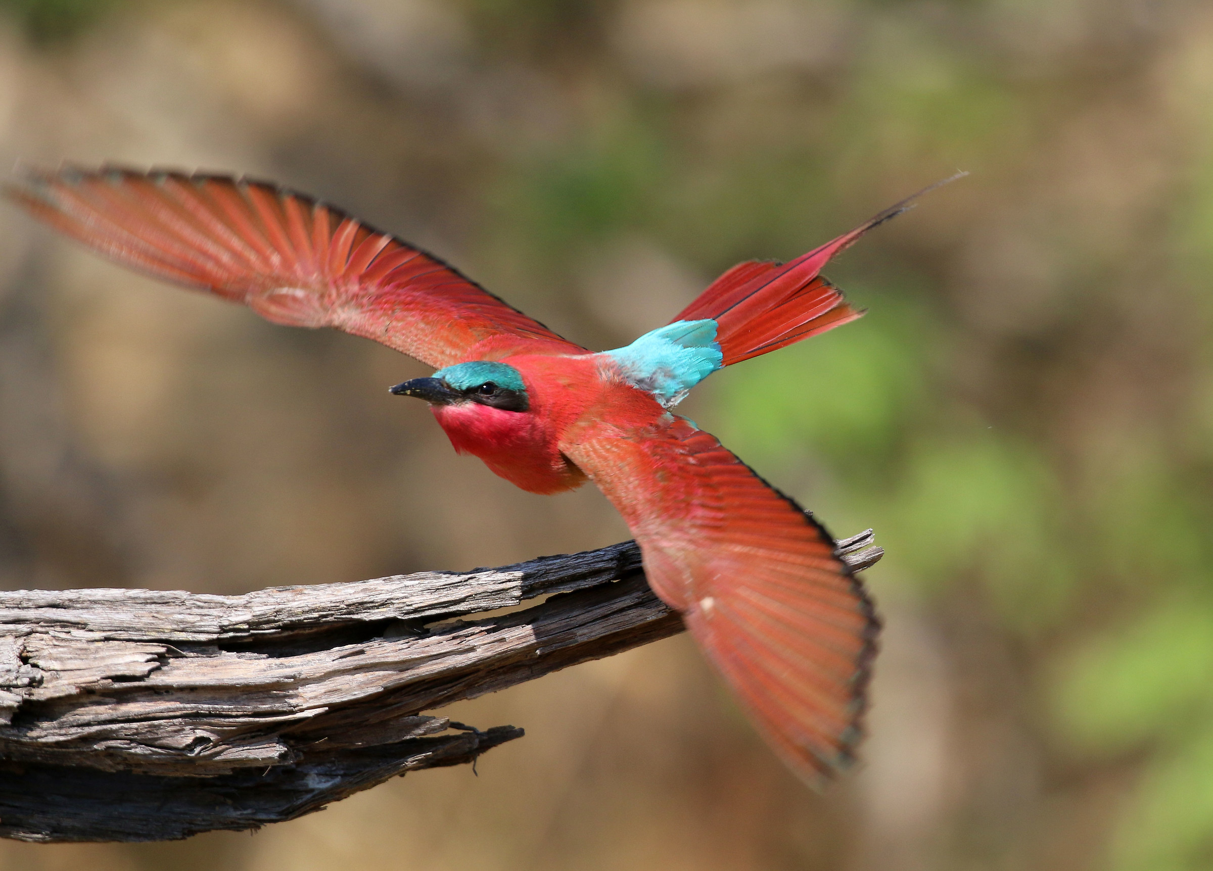 Gruccione carminio settentrionale