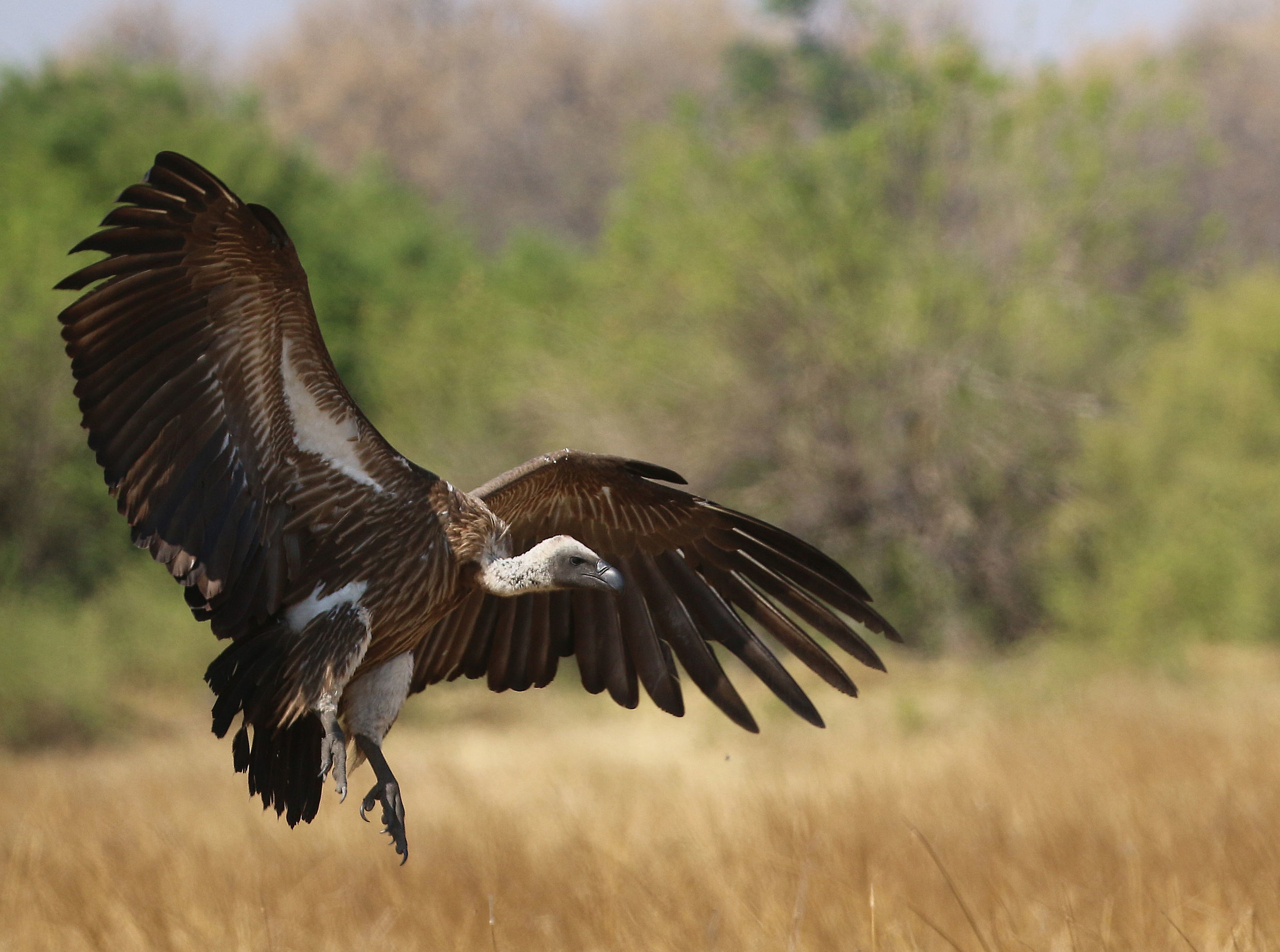 Grifone dorso bianco