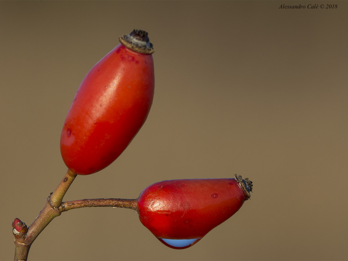 Le bacche della rosa selvatica 3395