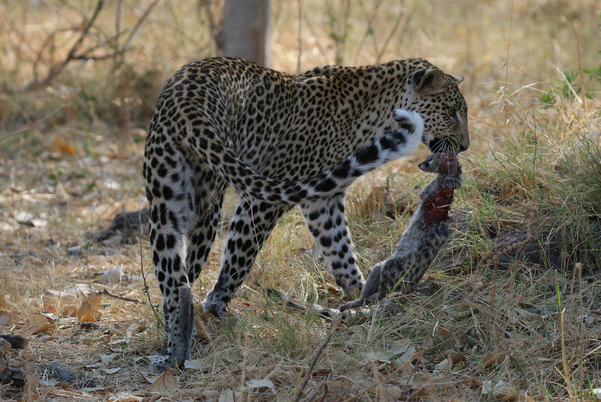 Leopardo con genetta