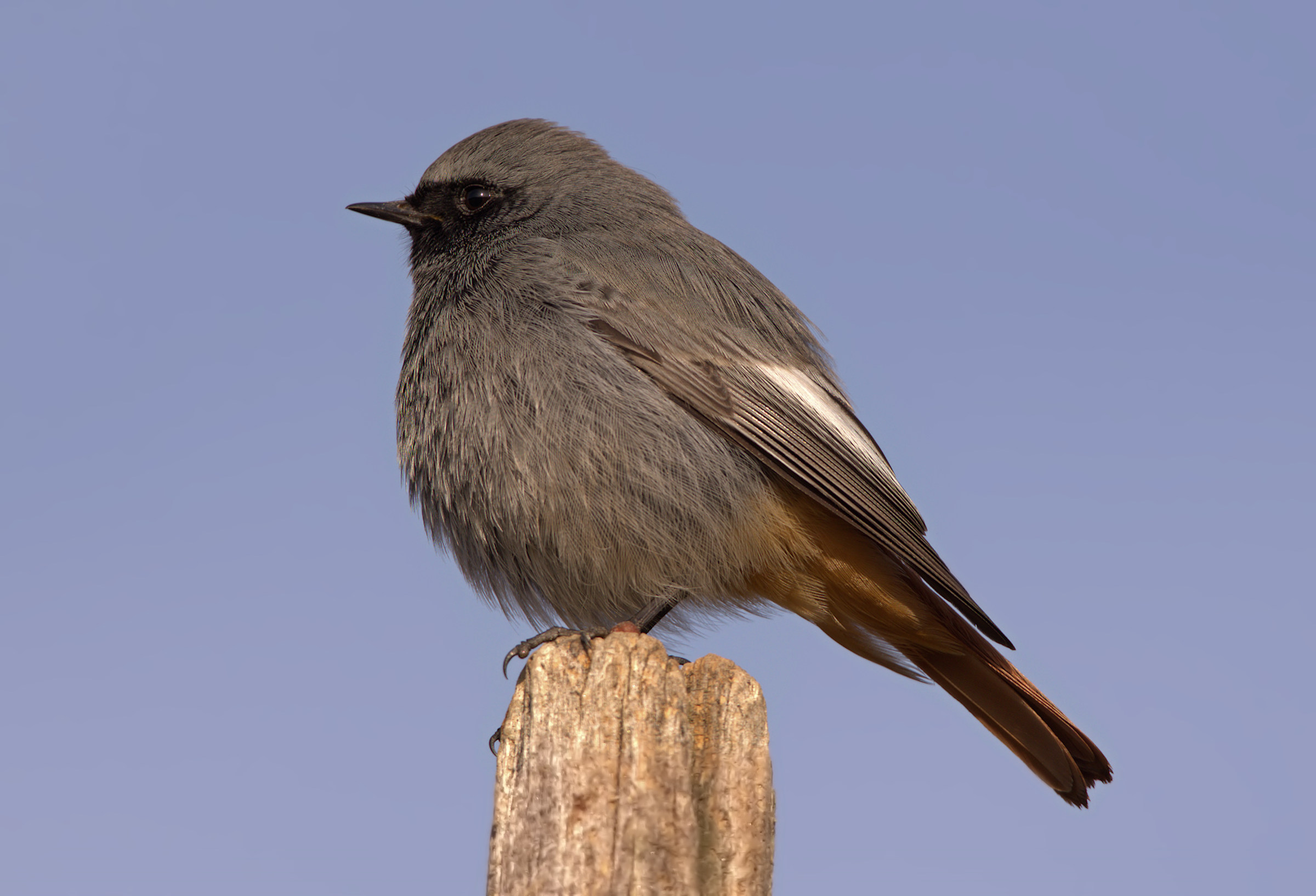 Codirosso spazzacamino