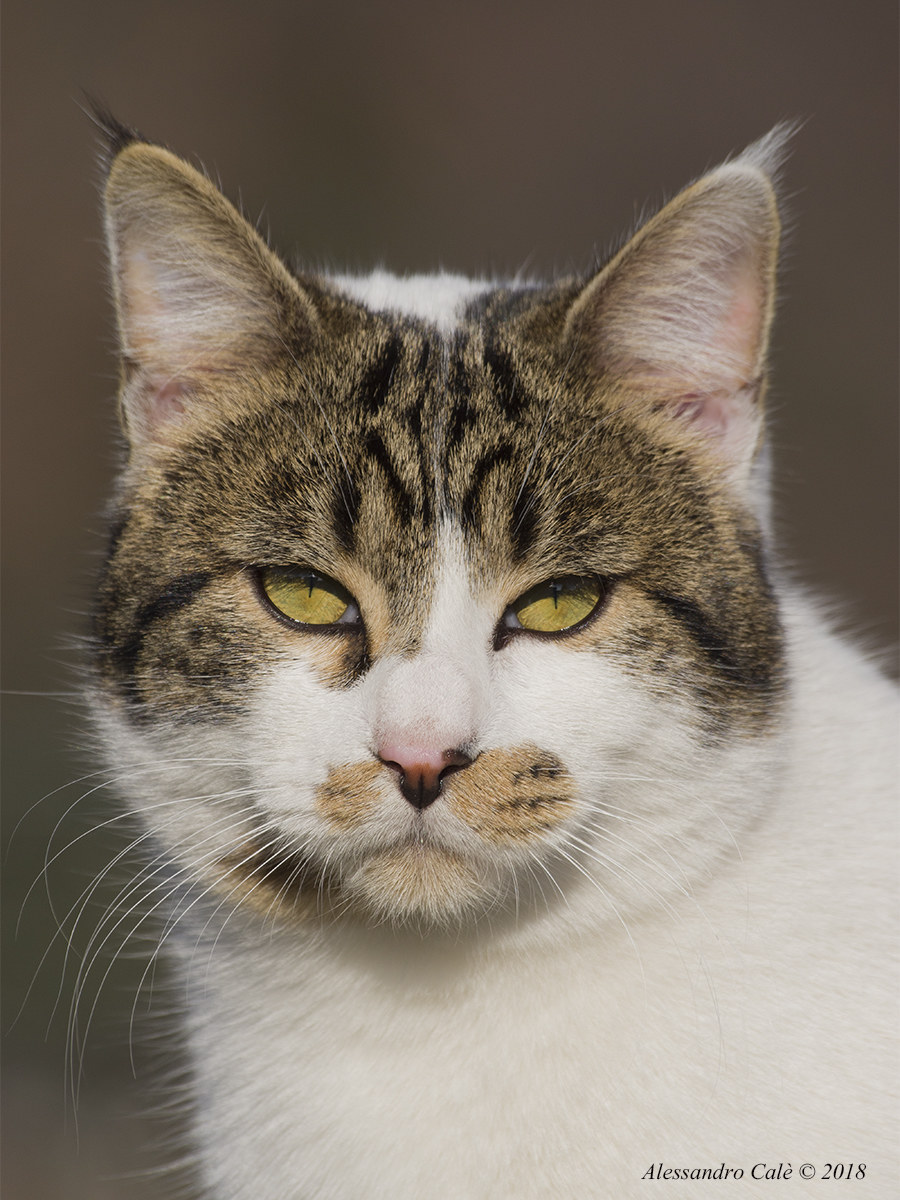 The Christmas cat 5268