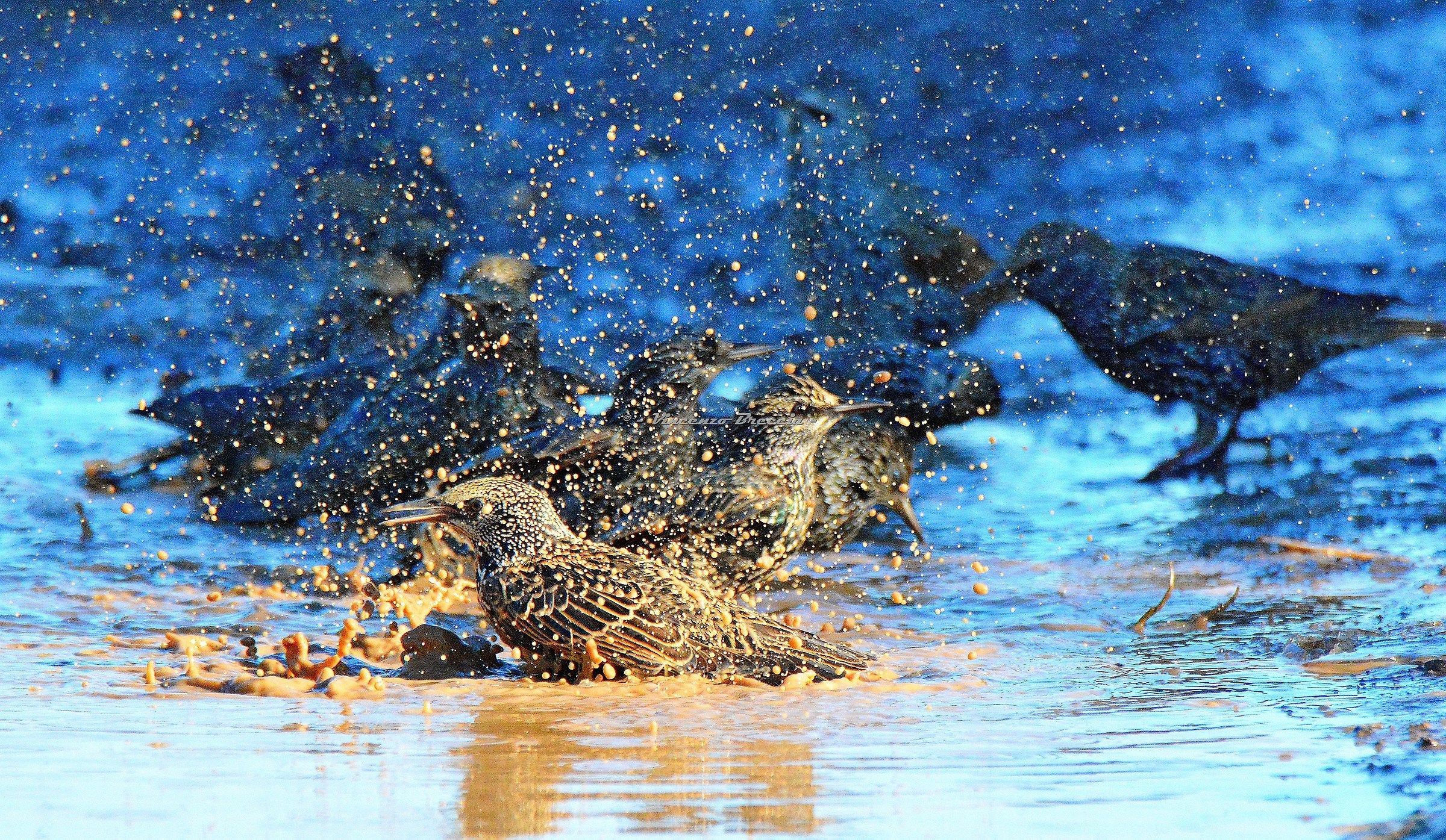 stornelli al bagno - sturnus vulgaris -