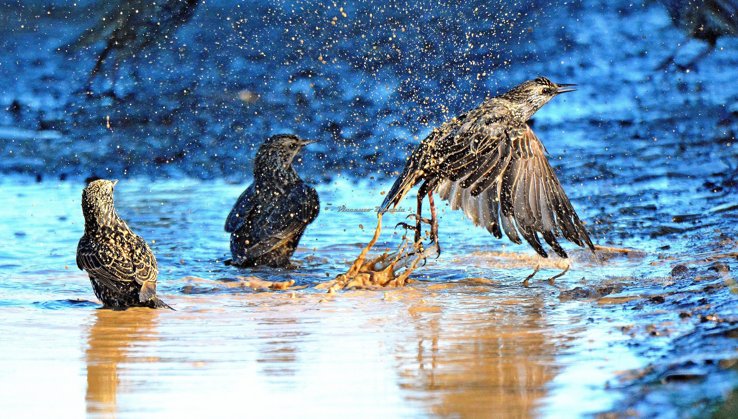 stornelli al bagno - sturnus vulgaris -