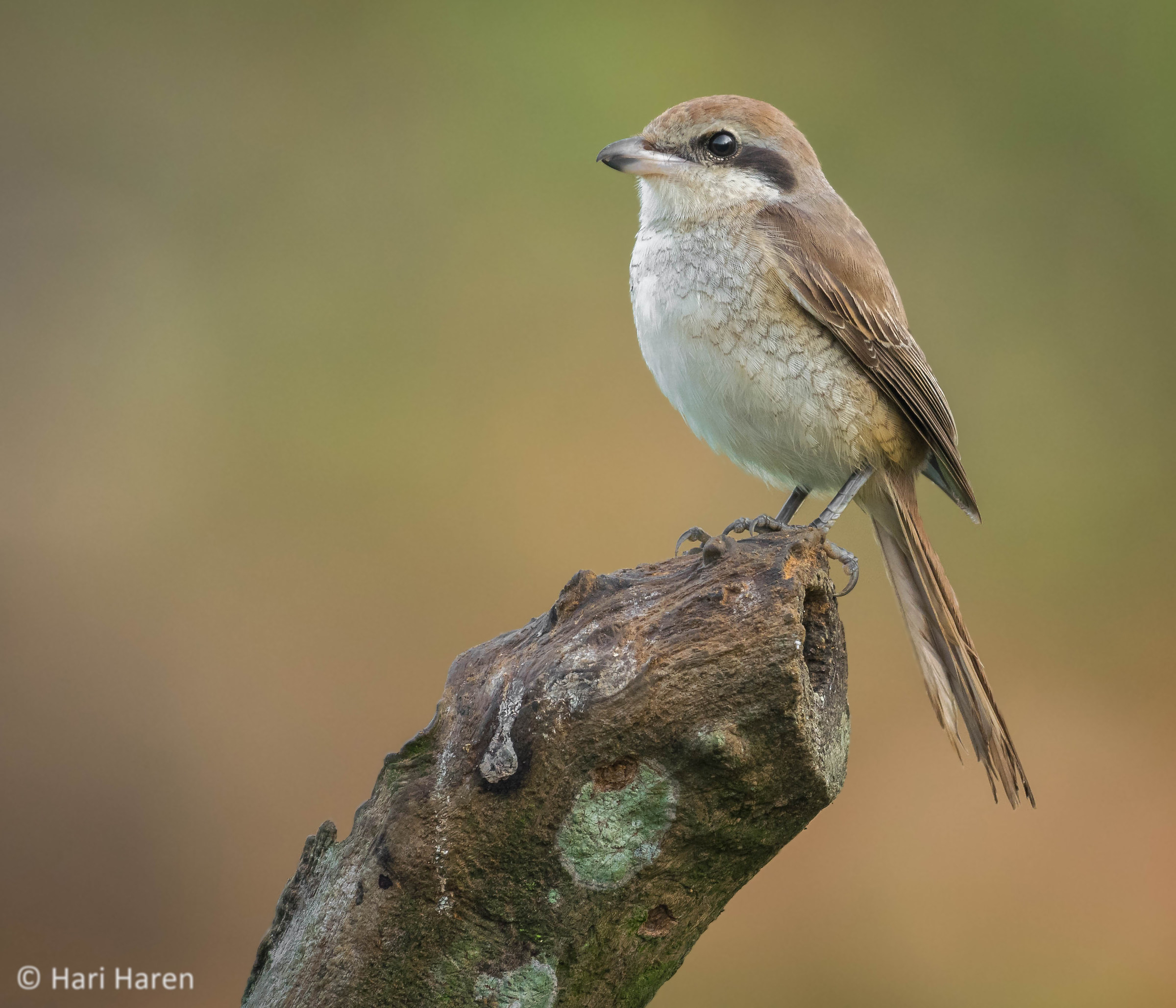 Brown shrike