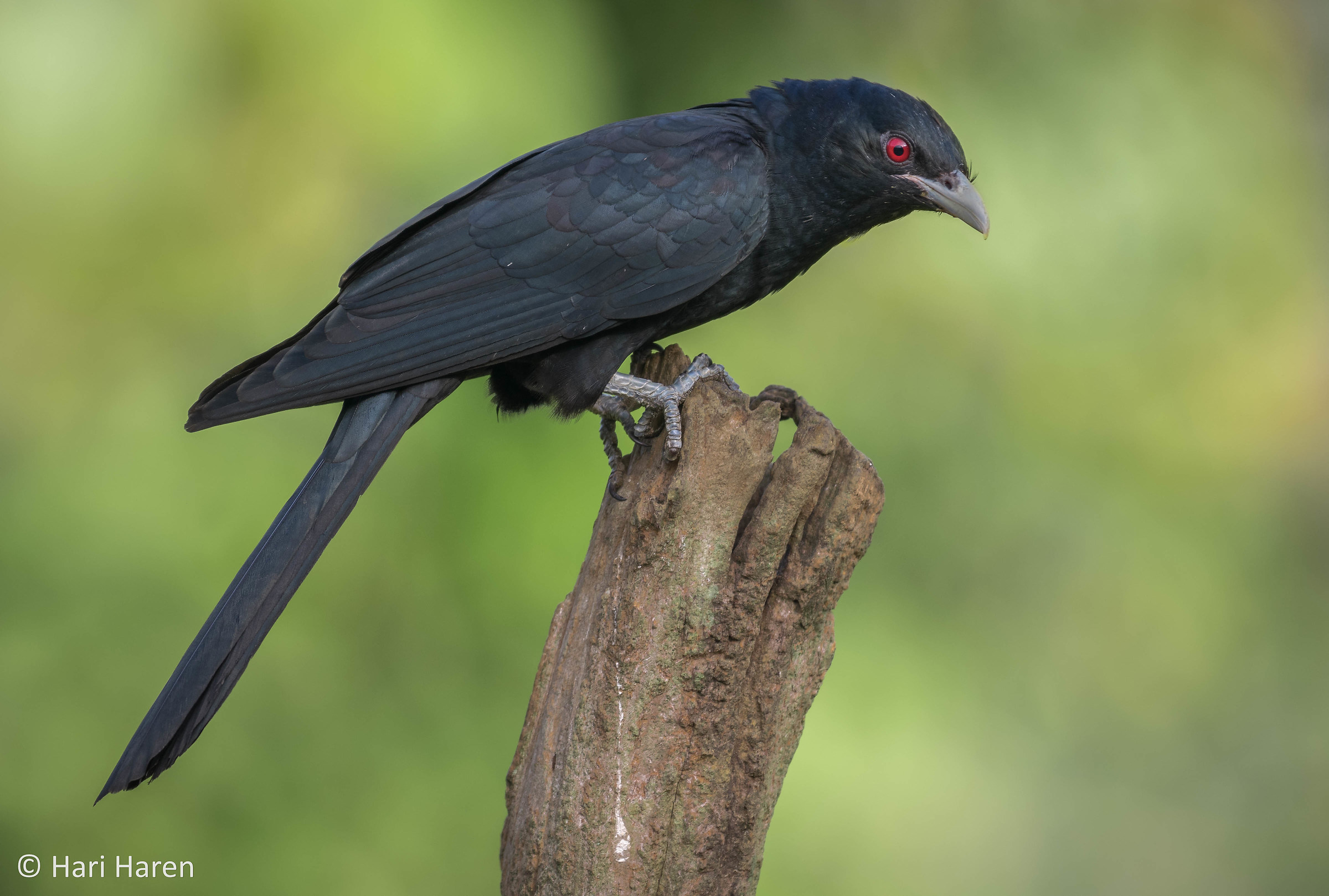 Asian koel male