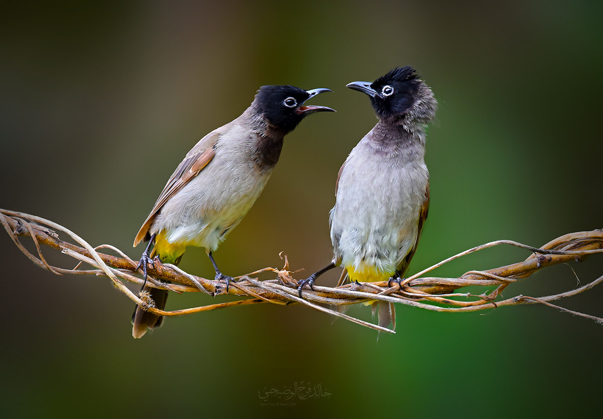 White-spectacled bulbul