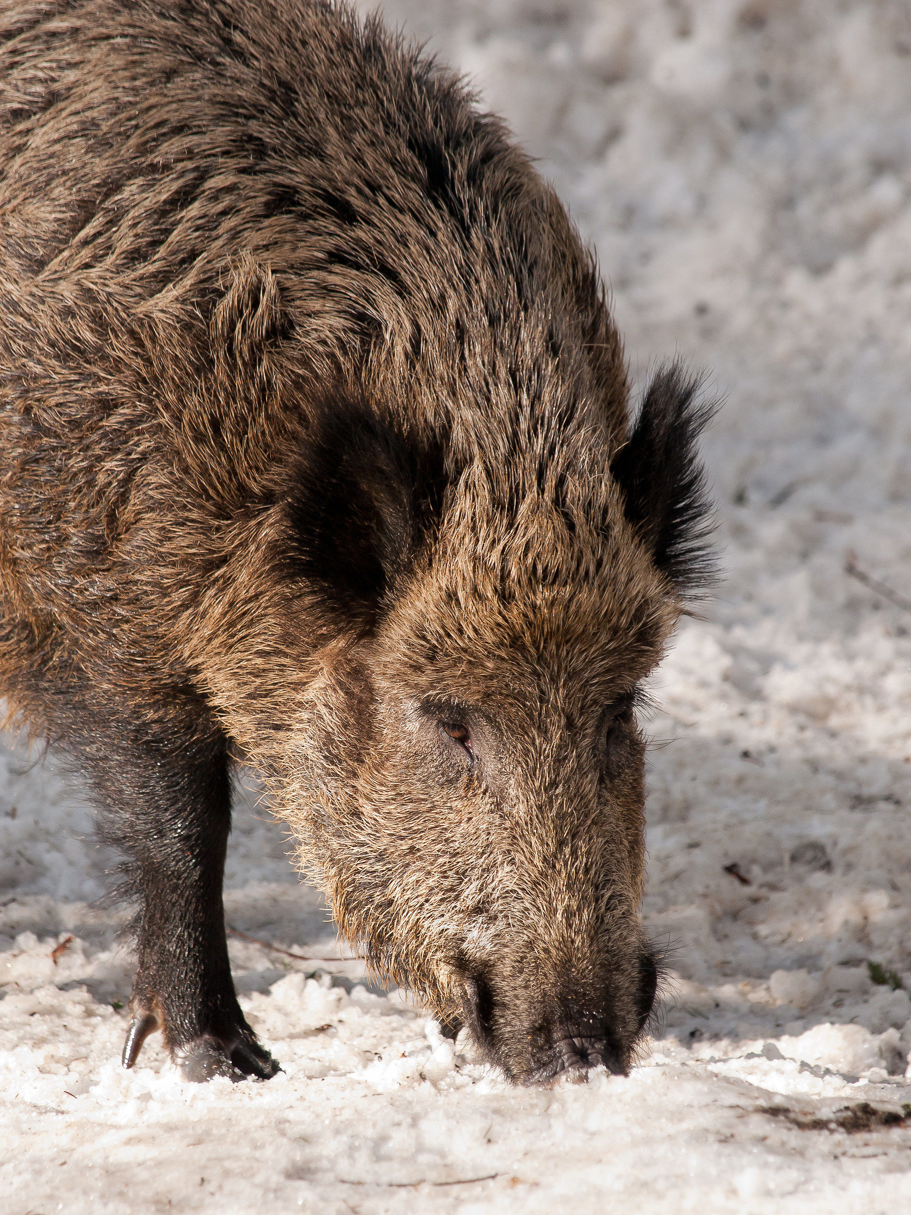 Move human that I have to eat!